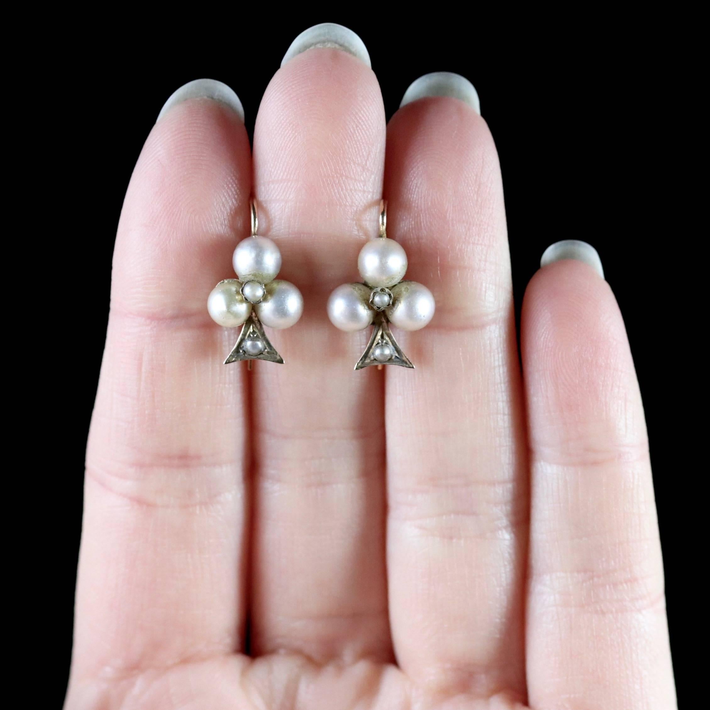 Antique Victorian Pearl Earrings 18 Carat Gold, circa 1900 Boxed 6
