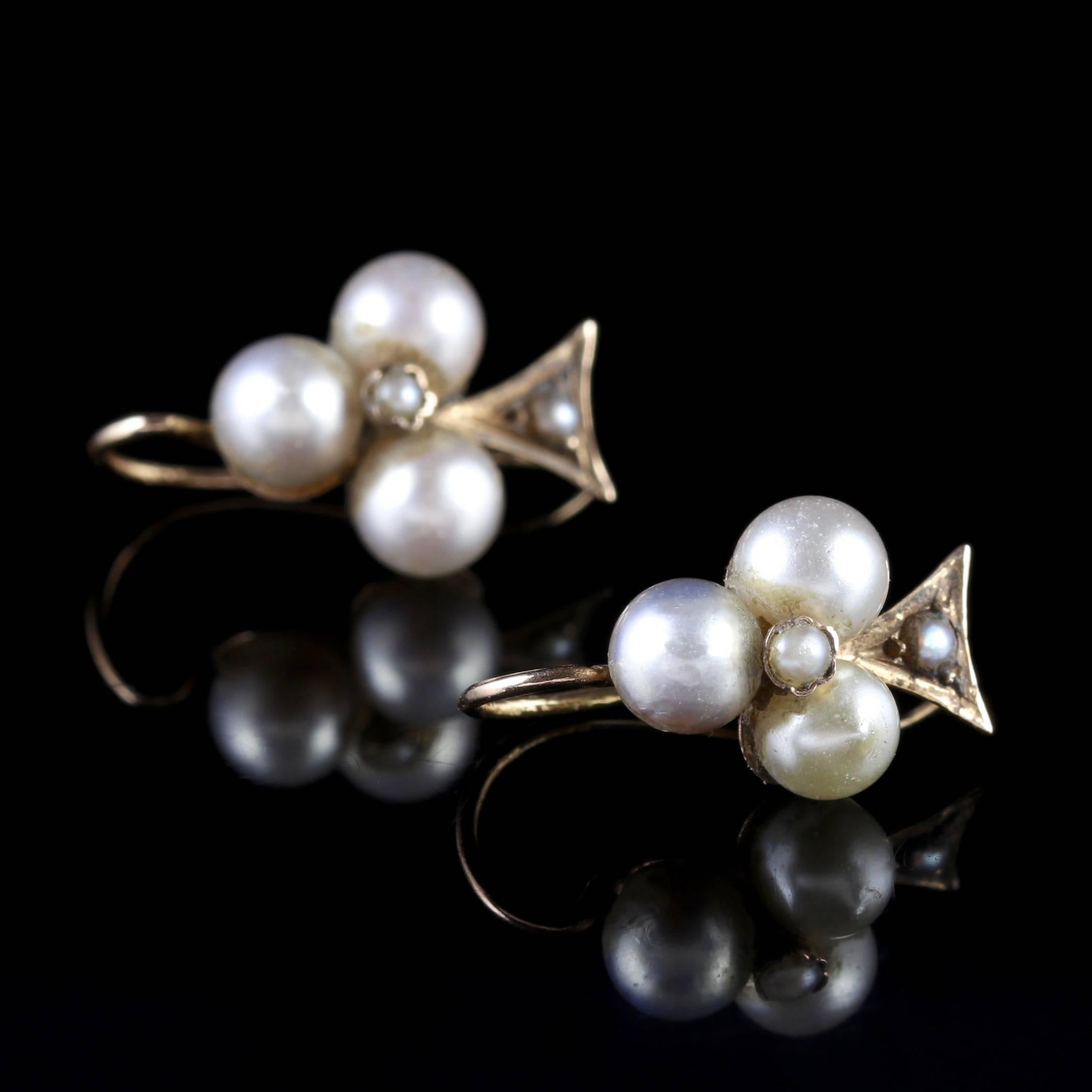 Antique Victorian Pearl Earrings 18 Carat Gold, circa 1900 Boxed 1