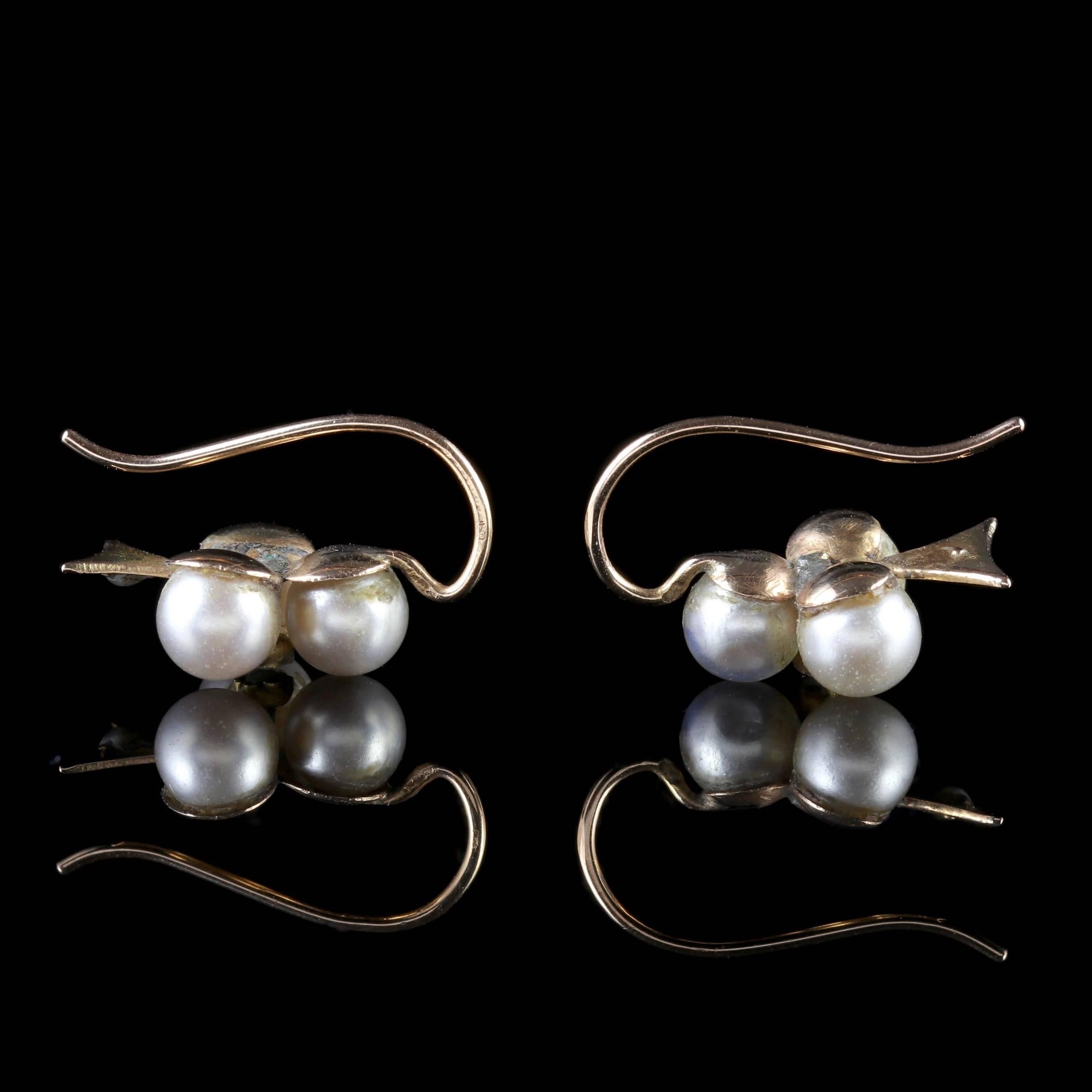 Antique Victorian Pearl Earrings 18 Carat Gold, circa 1900 Boxed 2