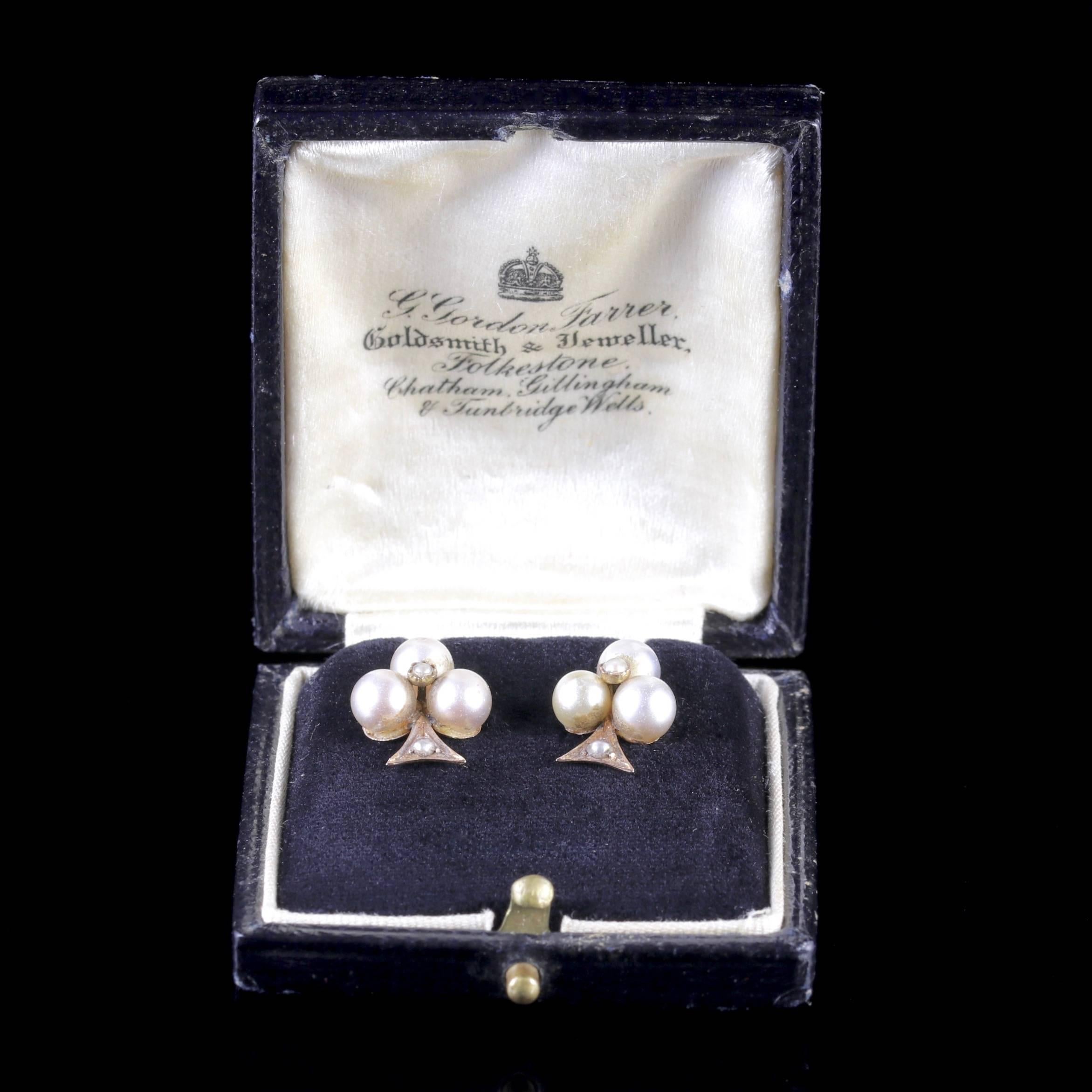 Antique Victorian Pearl Earrings 18 Carat Gold, circa 1900 Boxed 4