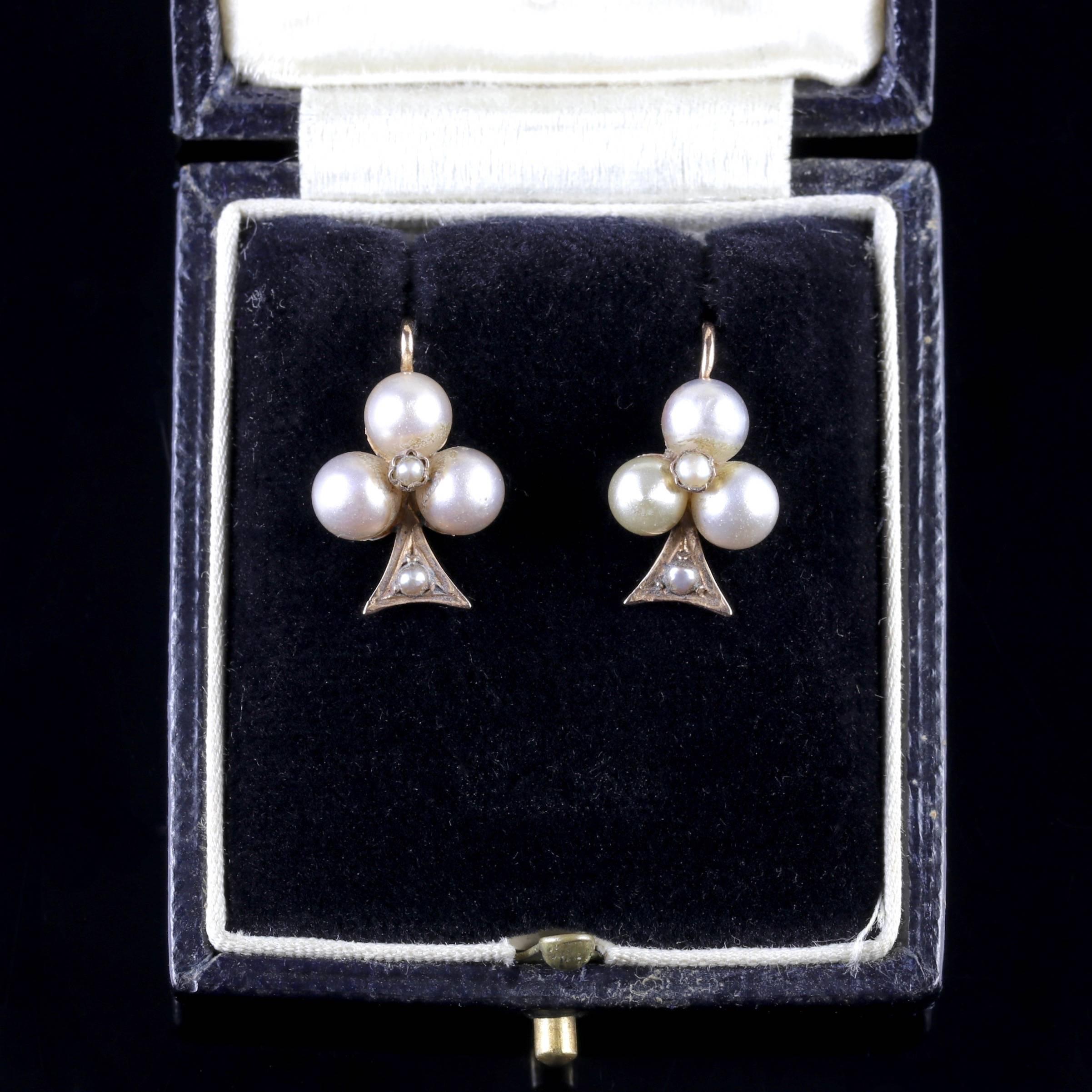 Antique Victorian Pearl Earrings 18 Carat Gold, circa 1900 Boxed 5