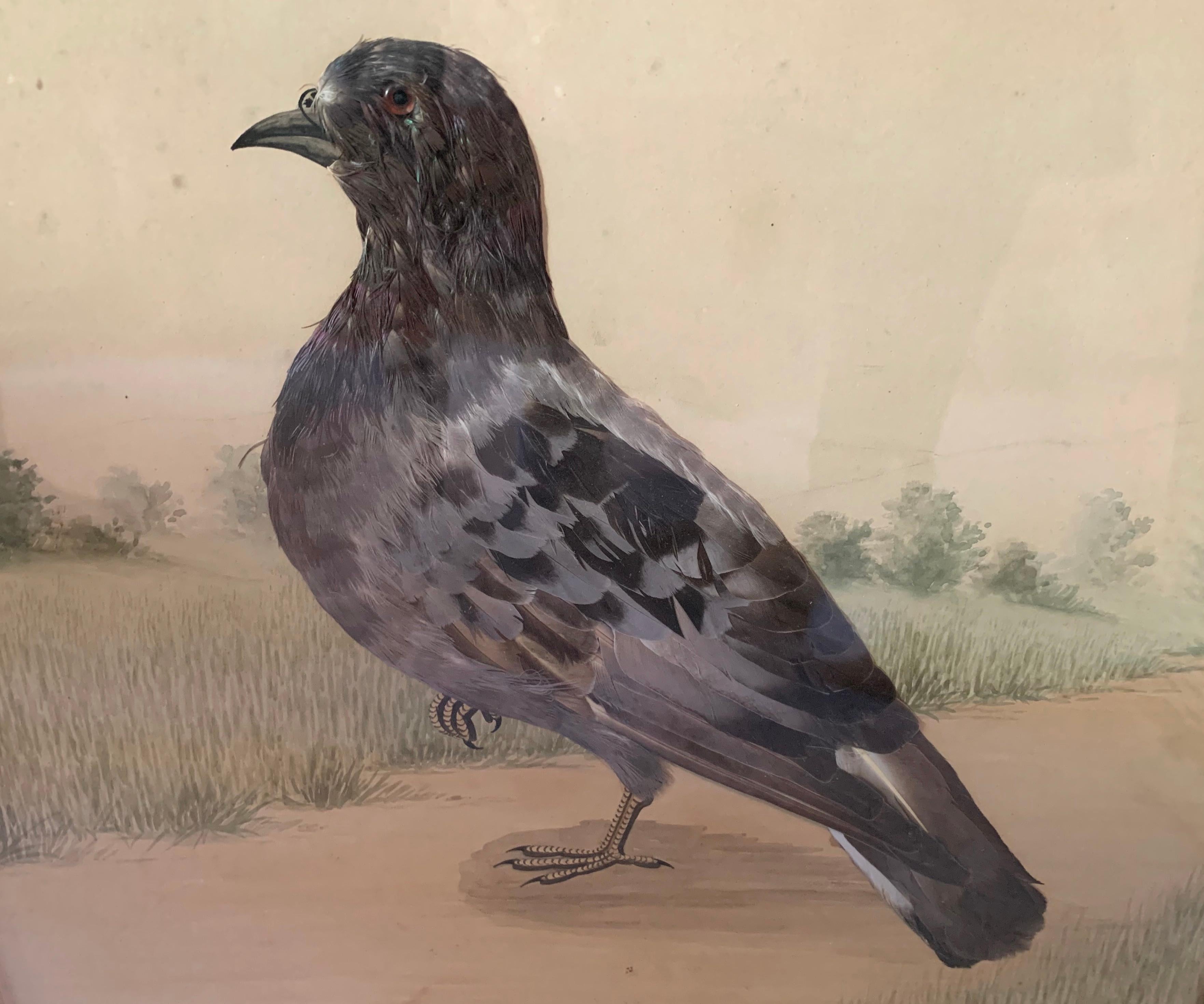 This charming Victorian watercolor with the delicate collage of a pigeon has been hand painted in the second half of the 19th century. The pigeon, made entirely out of feathers, is standing on a sandy path leading through a heath with bushes, shrubs