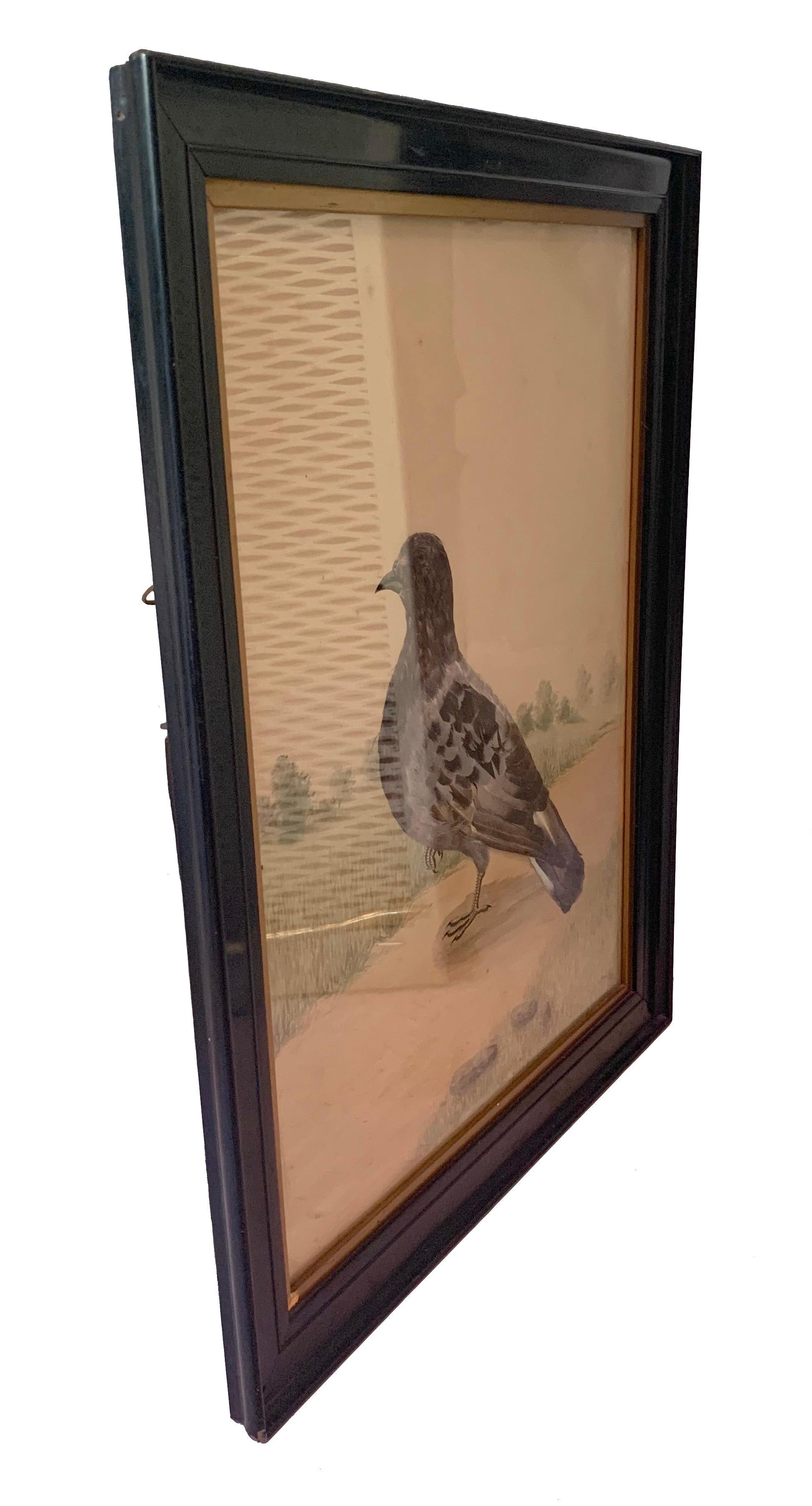 Antike viktorianische Pigeon-Collage-federn auf Aquarell (Viktorianisch) im Angebot