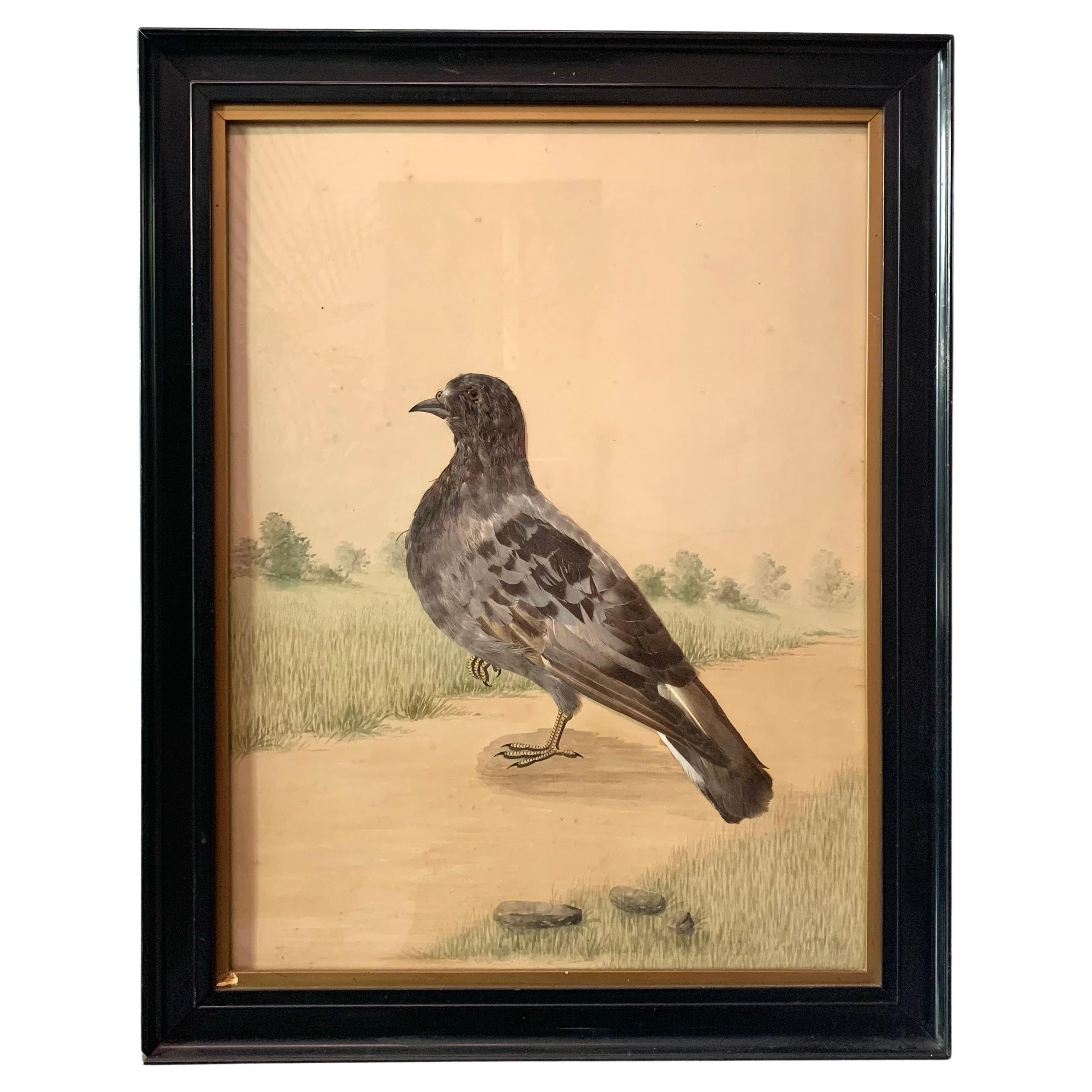 Antique Victorian Pigeon Collage Feathers on Watercolor For Sale