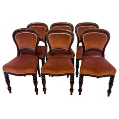 Antique Victorian Set of 6 Mahogany Dining Chairs with Tulip Legs