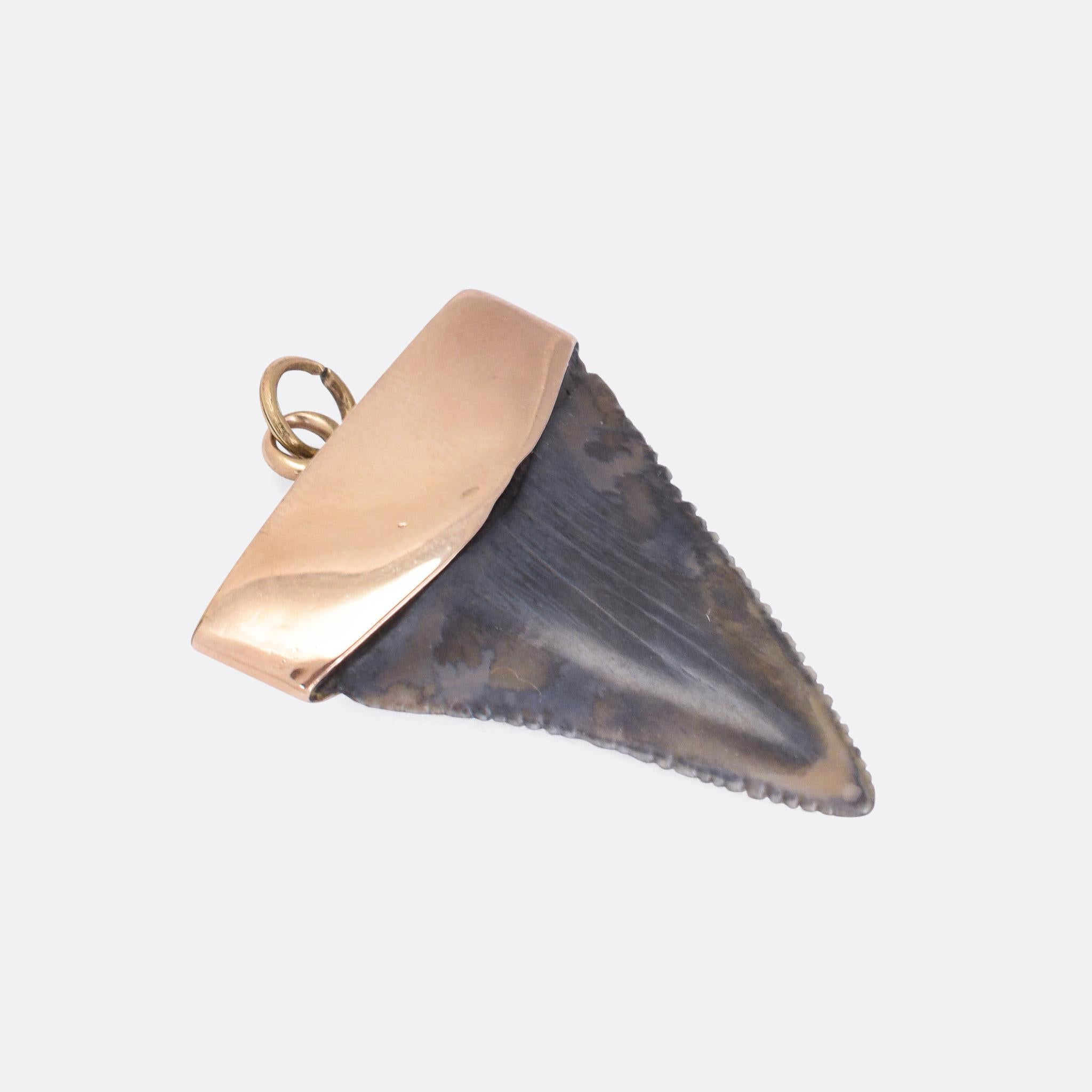 A cool Victorian shark tooth pendant dating from the late 19th Century. The tooth is mounted in 9 karat gold, and displays dark grey colouration throughout. It's a good size at 3.6cm in length; larger than they often are.

STONES 
Shark