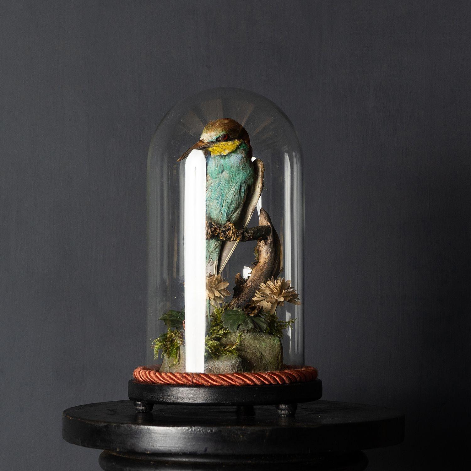 Antique Victorian Taxidermy Bee-eater in Glass Dome, 19th Century 9