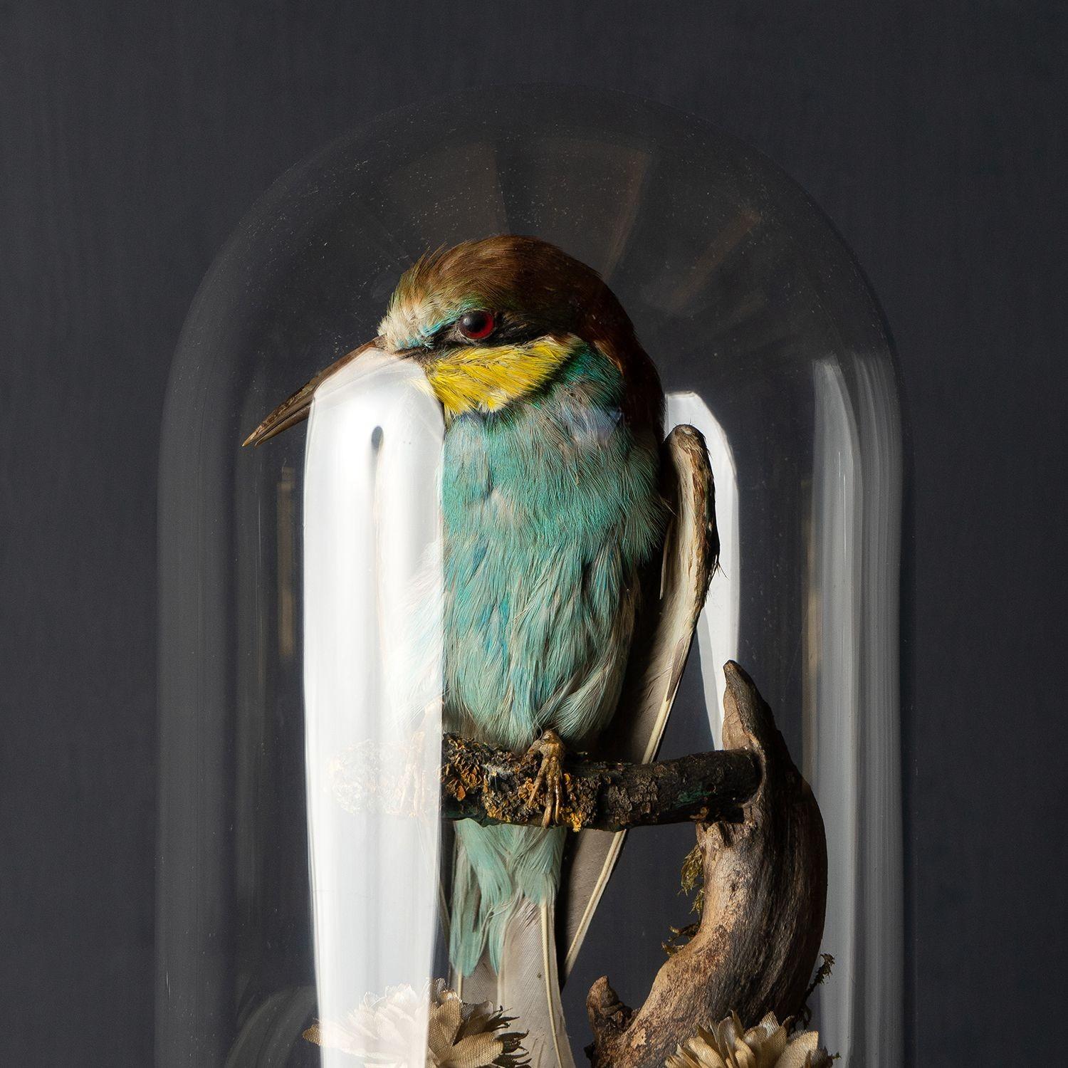Antique Victorian Taxidermy Bee-eater in Glass Dome, 19th Century 10