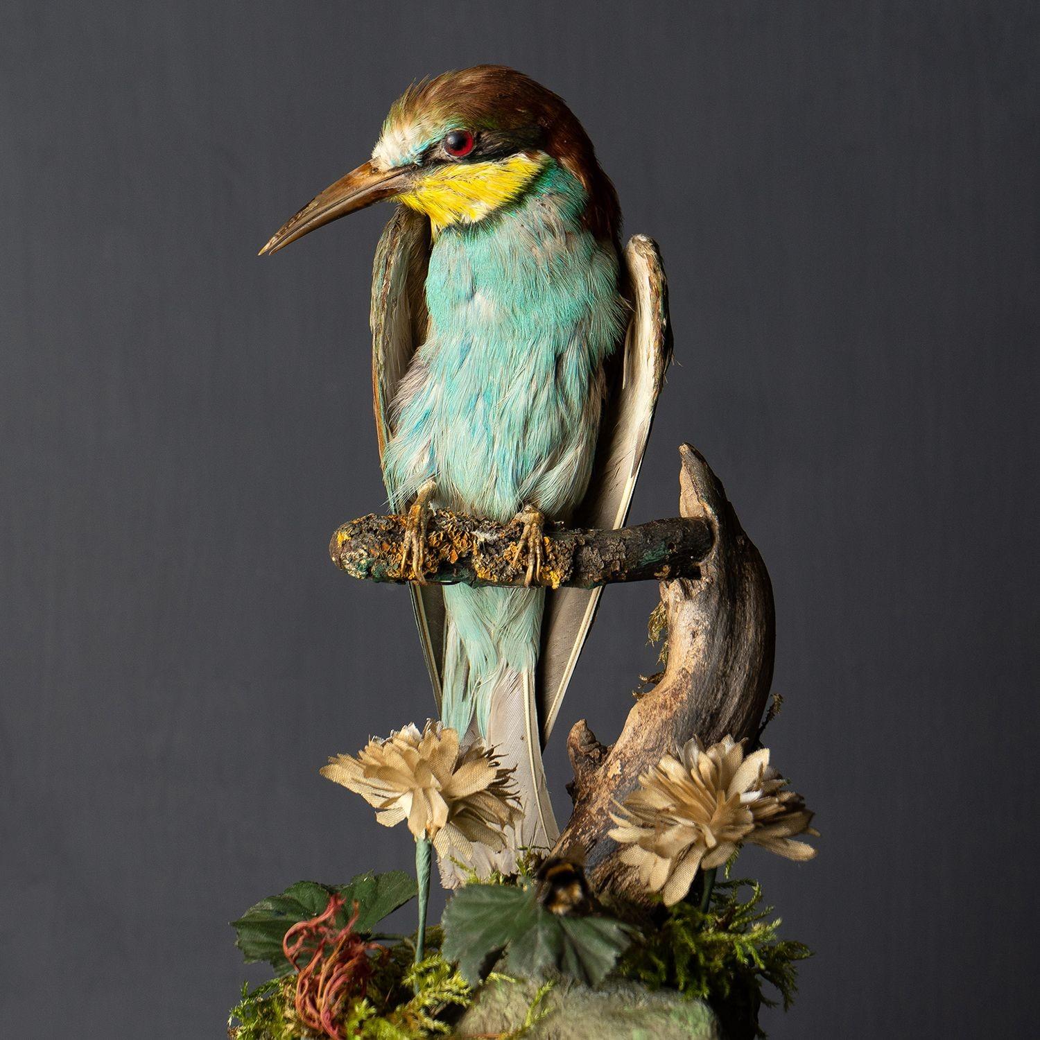 Taxidermy Study of a European Bee-eater (Merops apiaster)
A good quality study depicting a bee-eater on a perch in a naturalistic setting with a taxidermy bee in front of him ready to be eaten.
In its original victorian glass dome and ebonised