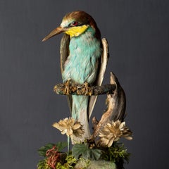 Antique Victorian Taxidermy Bee-eater in Glass Dome, 19th Century