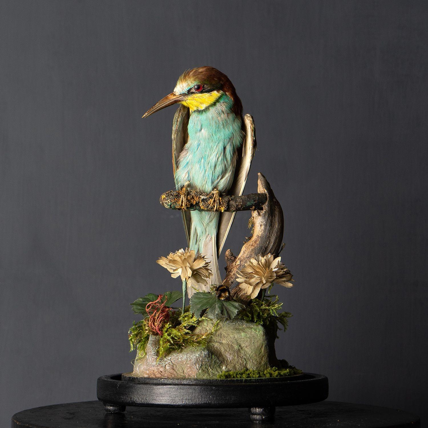 Antique Victorian Taxidermy Bee-eater in Glass Dome, 19th Century In Good Condition In Bristol, GB