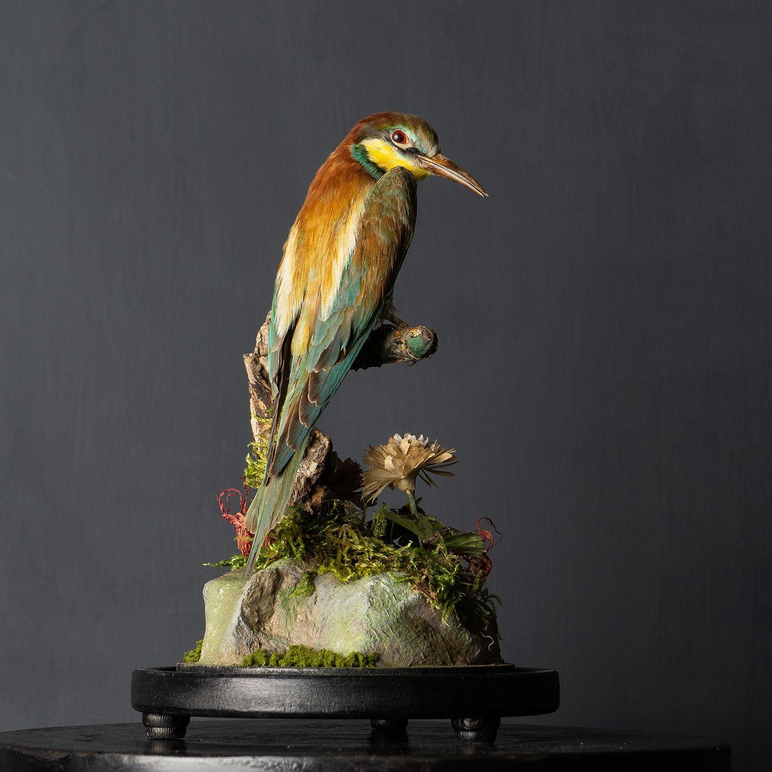 Antique Victorian Taxidermy Bee-eater in Glass Dome, 19th Century 1