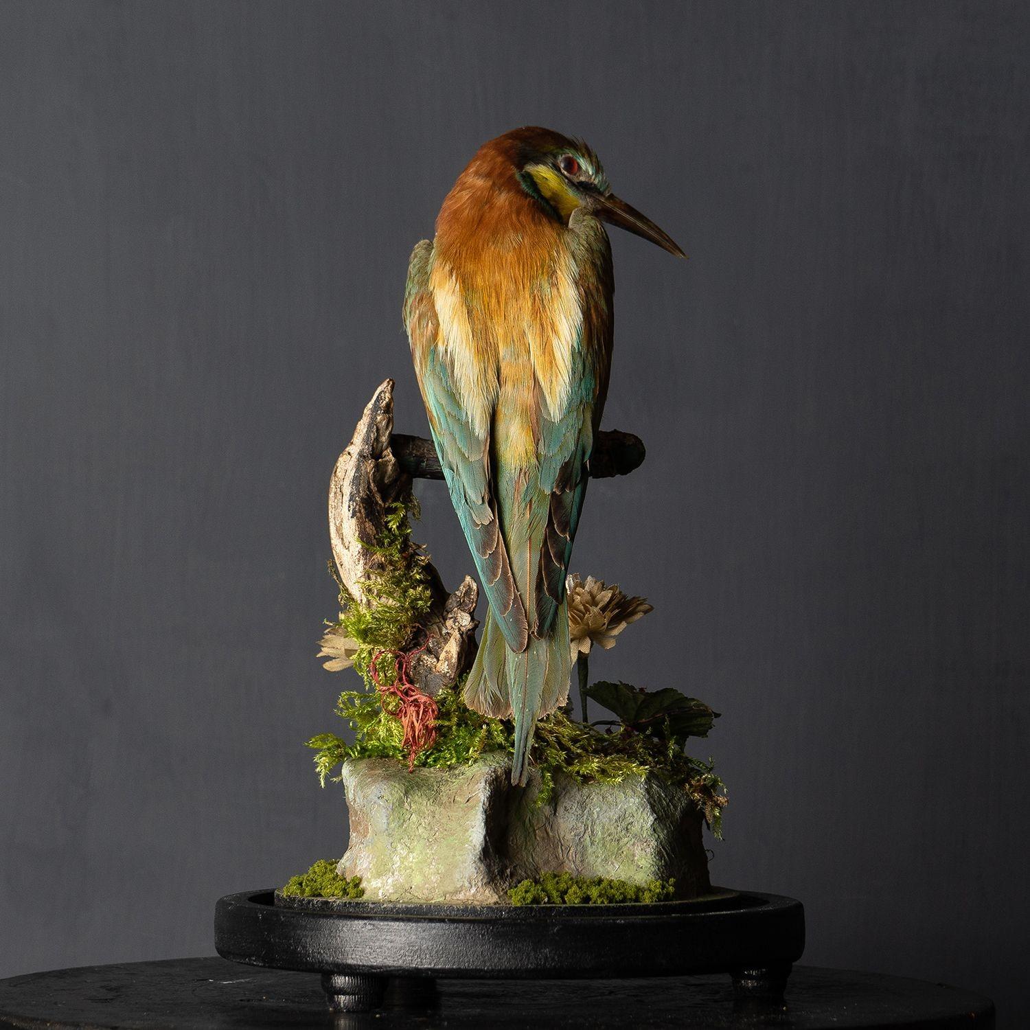 Antique Victorian Taxidermy Bee-eater in Glass Dome, 19th Century 2