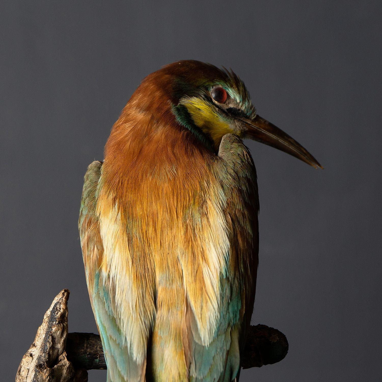 Antique Victorian Taxidermy Bee-eater in Glass Dome, 19th Century 3