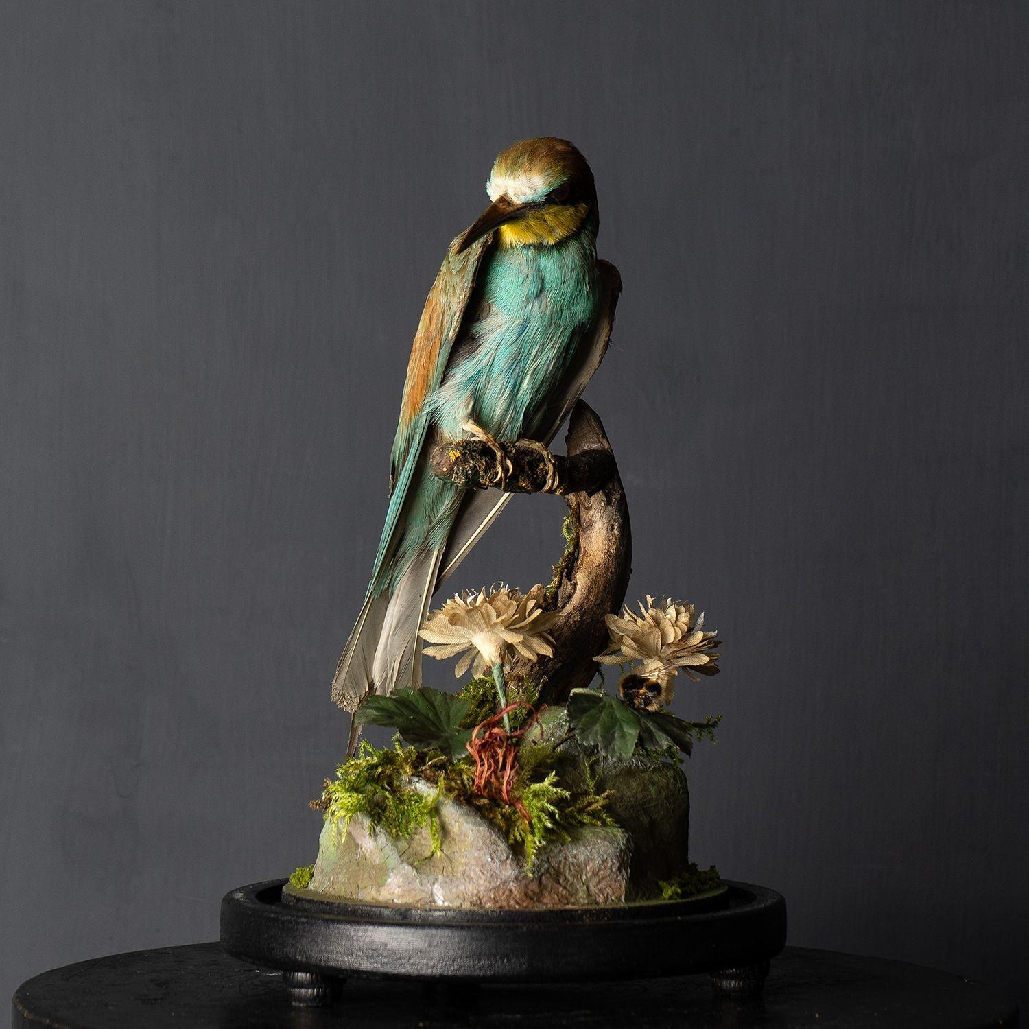 Antique Victorian Taxidermy Bee-eater in Glass Dome, 19th Century 4