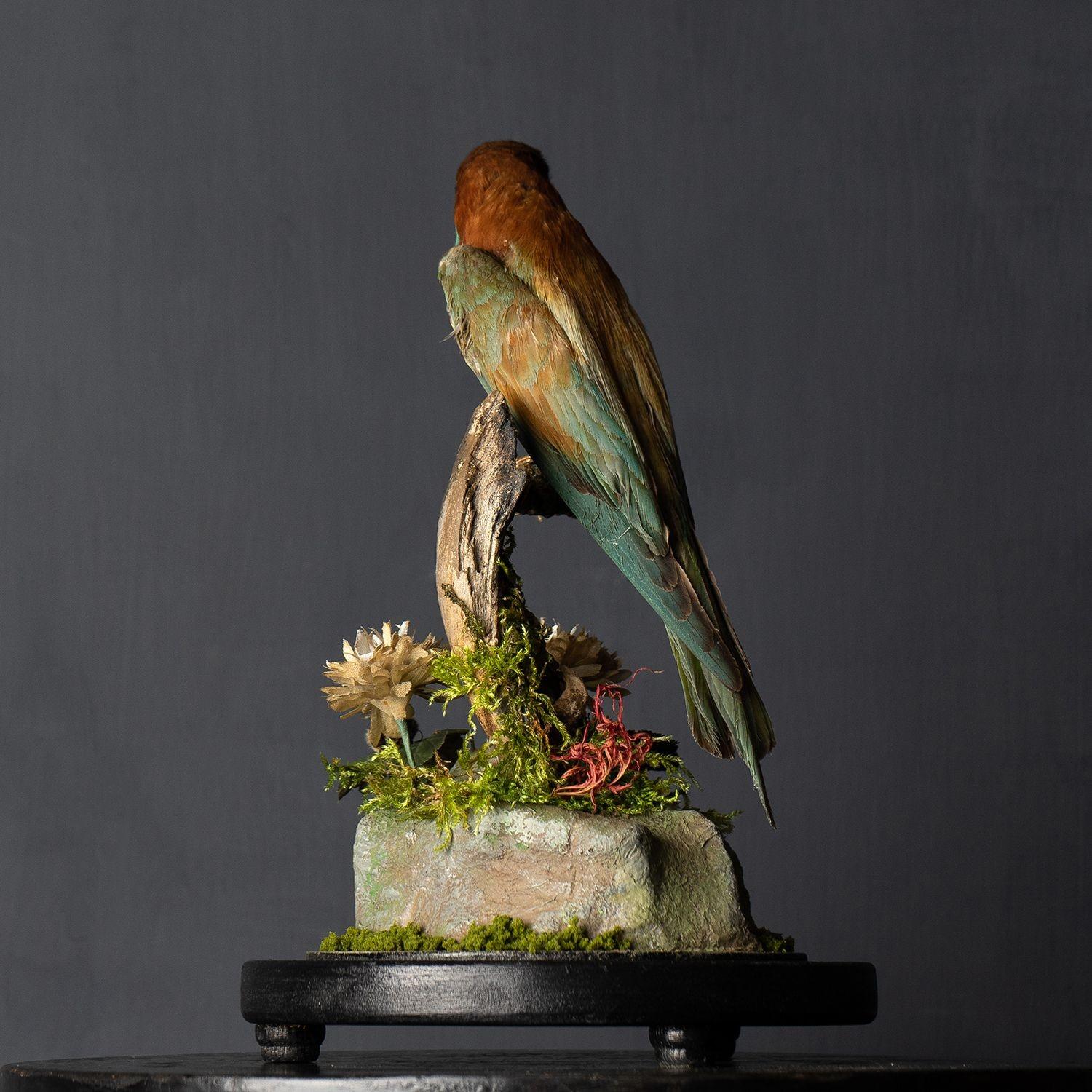 Antique Victorian Taxidermy Bee-eater in Glass Dome, 19th Century 5