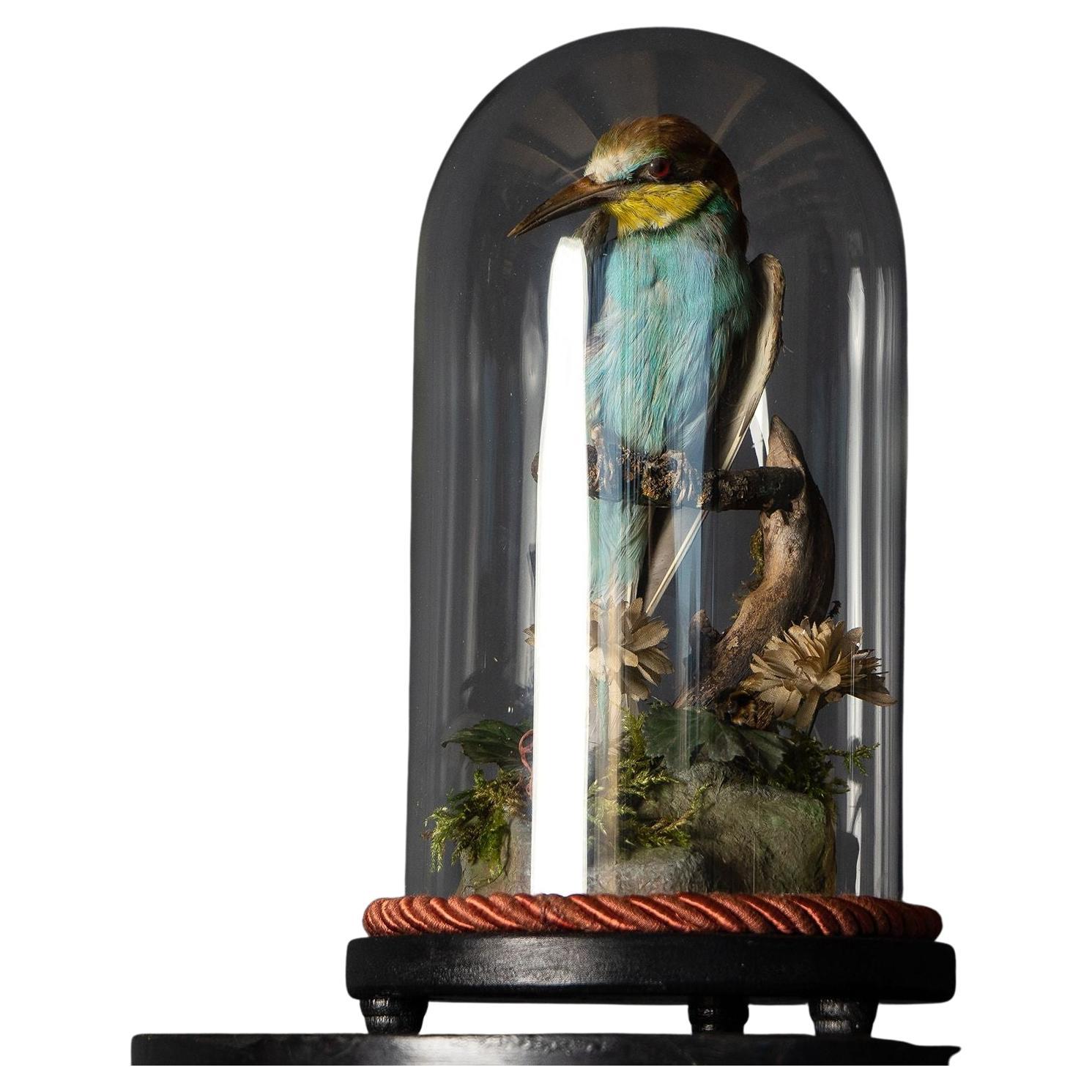 Antique Victorian Taxidermy Bee-eater in Glass Dome, 19th Century