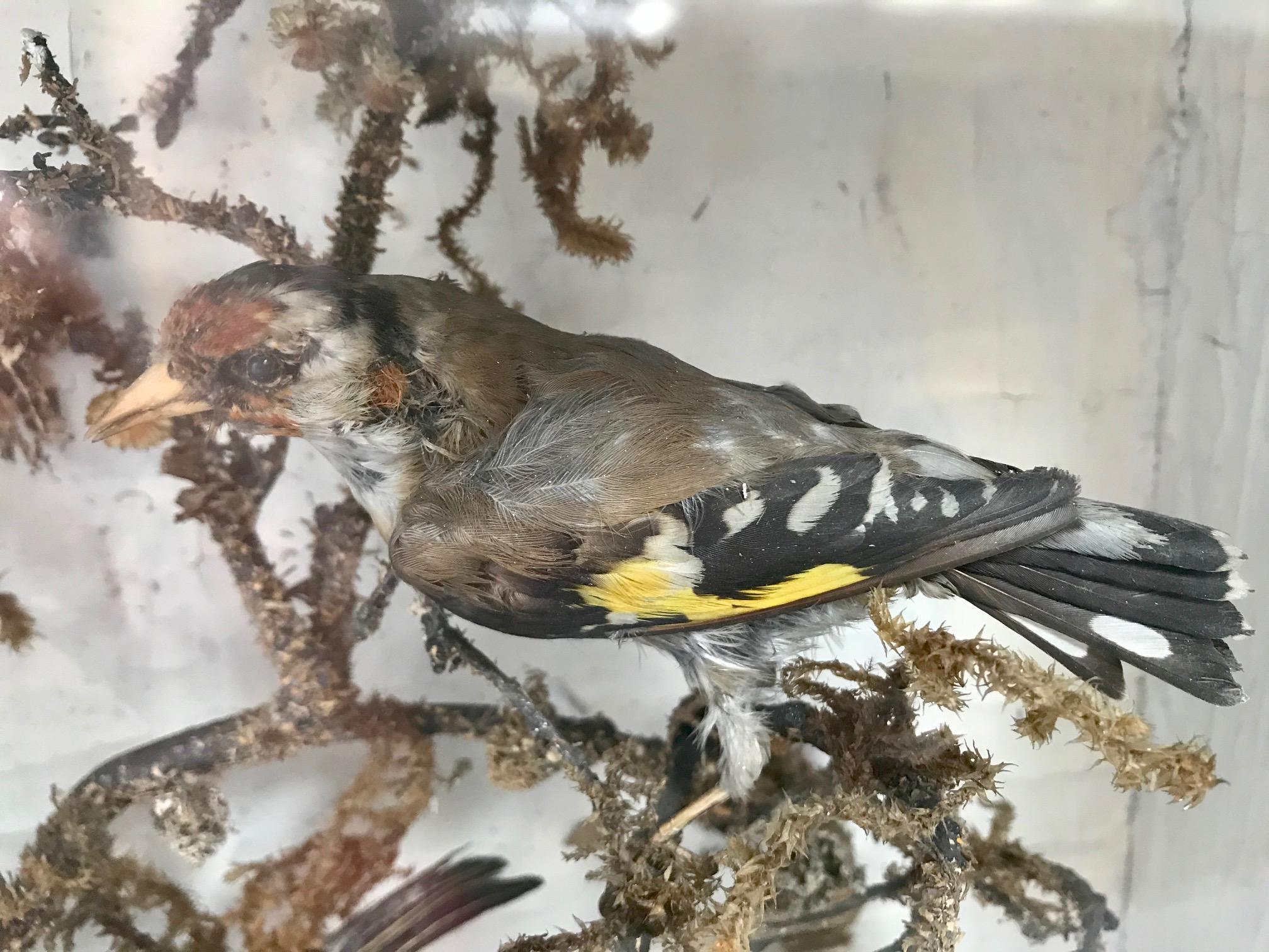 Antike viktorianische Taxidermie Vogel Fall Diorama:: um 1880 5