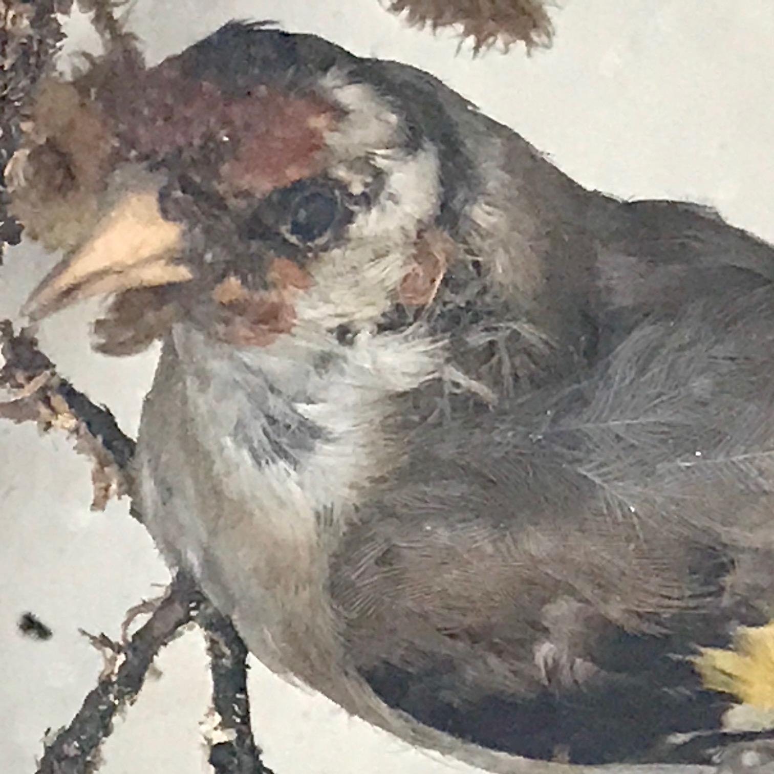 Antike viktorianische Taxidermie Vogel Fall Diorama:: um 1880 6