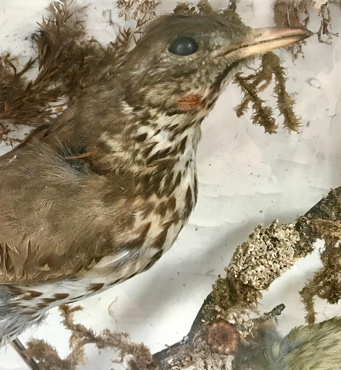 Antique Victorian Taxidermy Bird Case Diorama, circa 1880 5