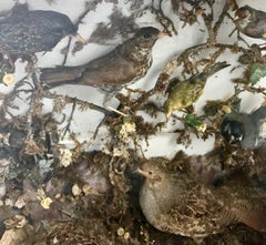 Antique Victorian Taxidermy Bird Case Diorama, circa 1880