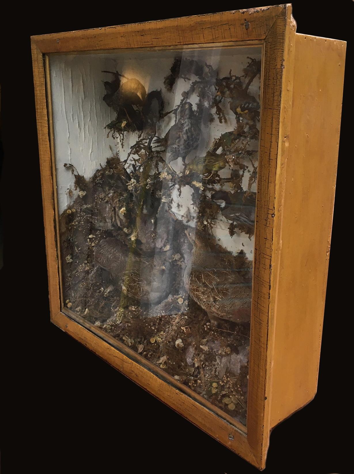 Antike viktorianische Taxidermie Vogel Fall Diorama:: um 1880 (Viktorianisch)