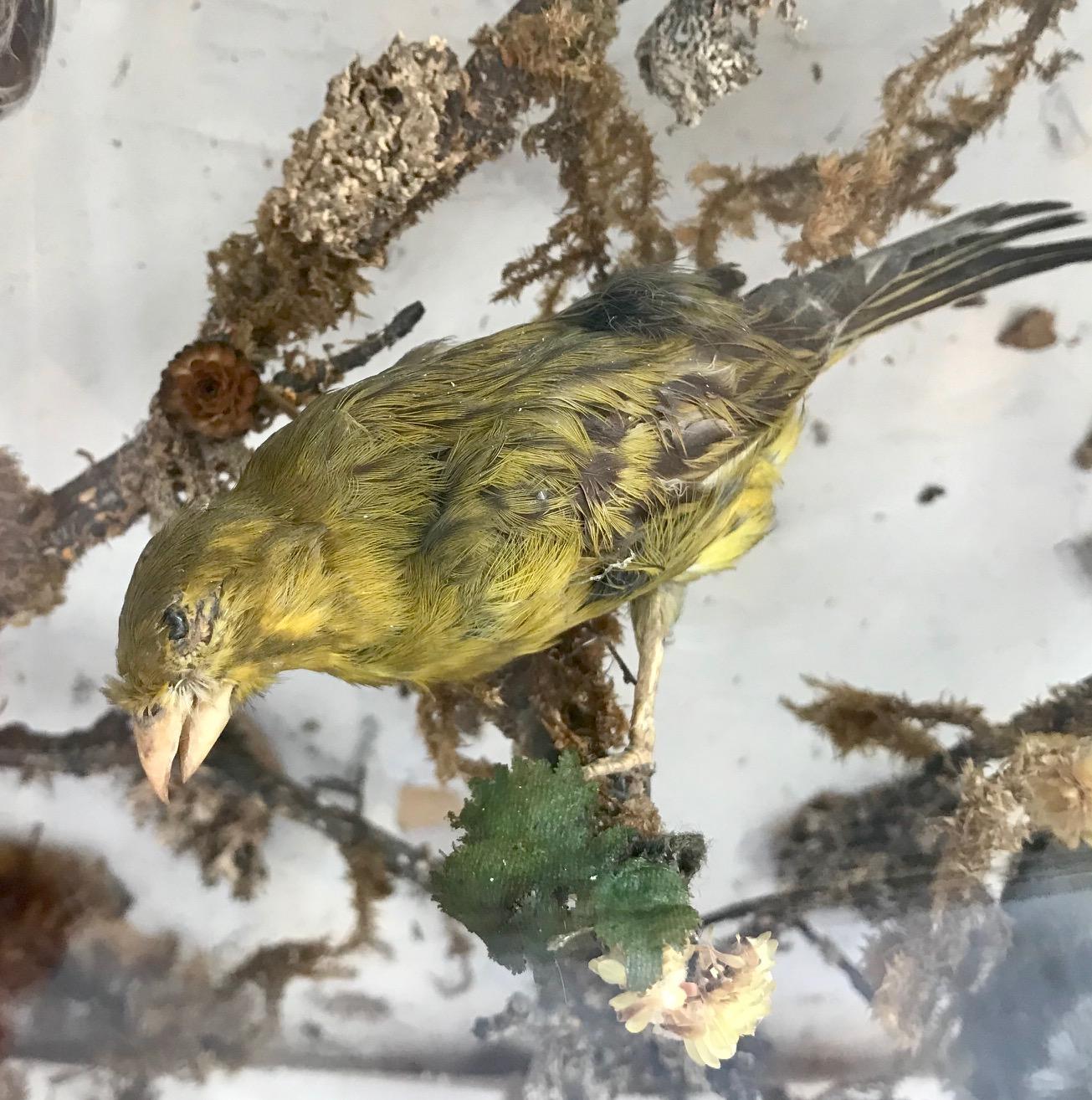 Antique Victorian Taxidermy Bird Case Diorama, circa 1880 In Fair Condition In Vero Beach, FL