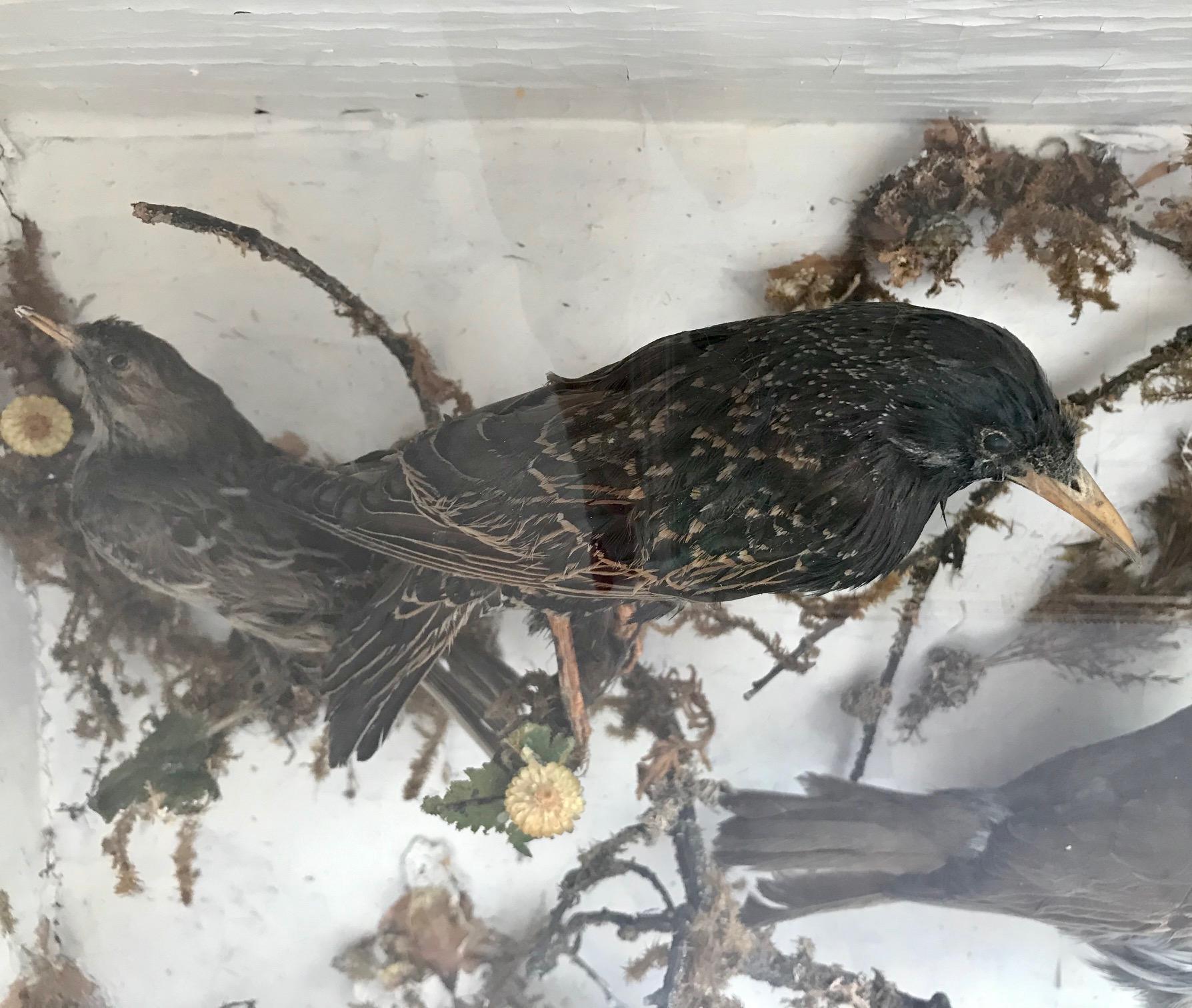 Antike viktorianische Taxidermie Vogel Fall Diorama:: um 1880 2
