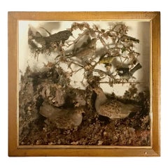 Antique Victorian Taxidermy Bird Case Diorama, circa 1880