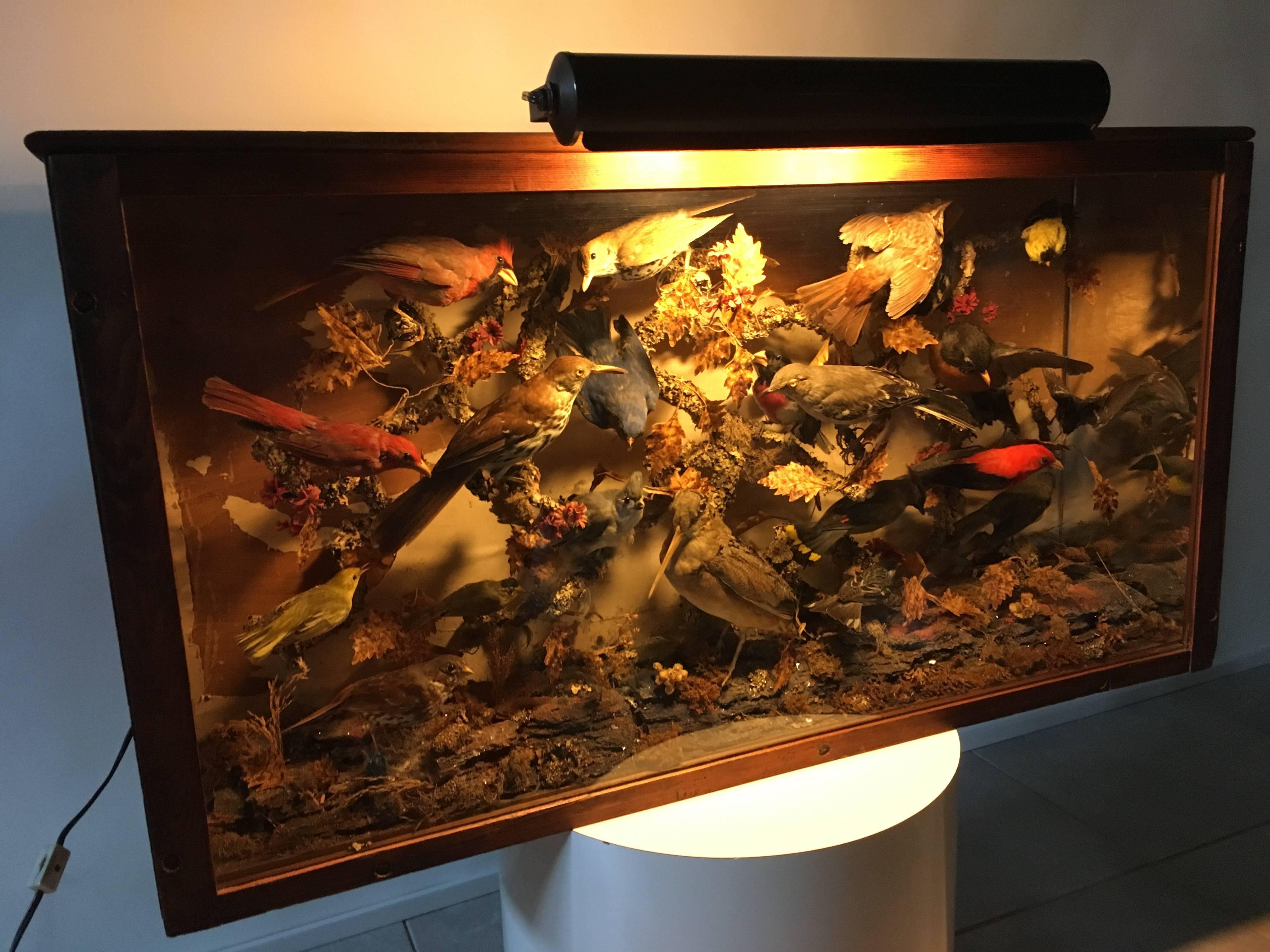A beautiful late 1800s taxidermy bird display in original case having 21 different bird species.
Measures: 20.5