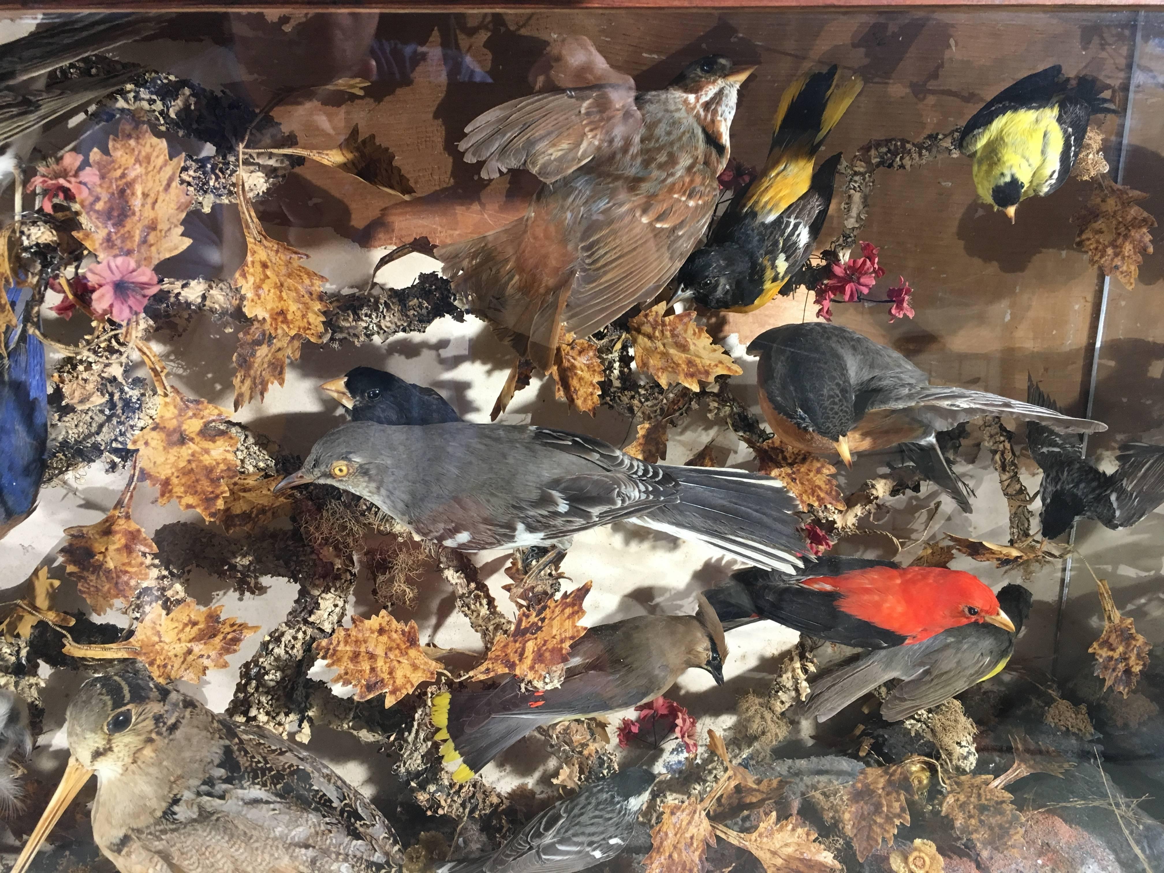 taxidermy bird display case