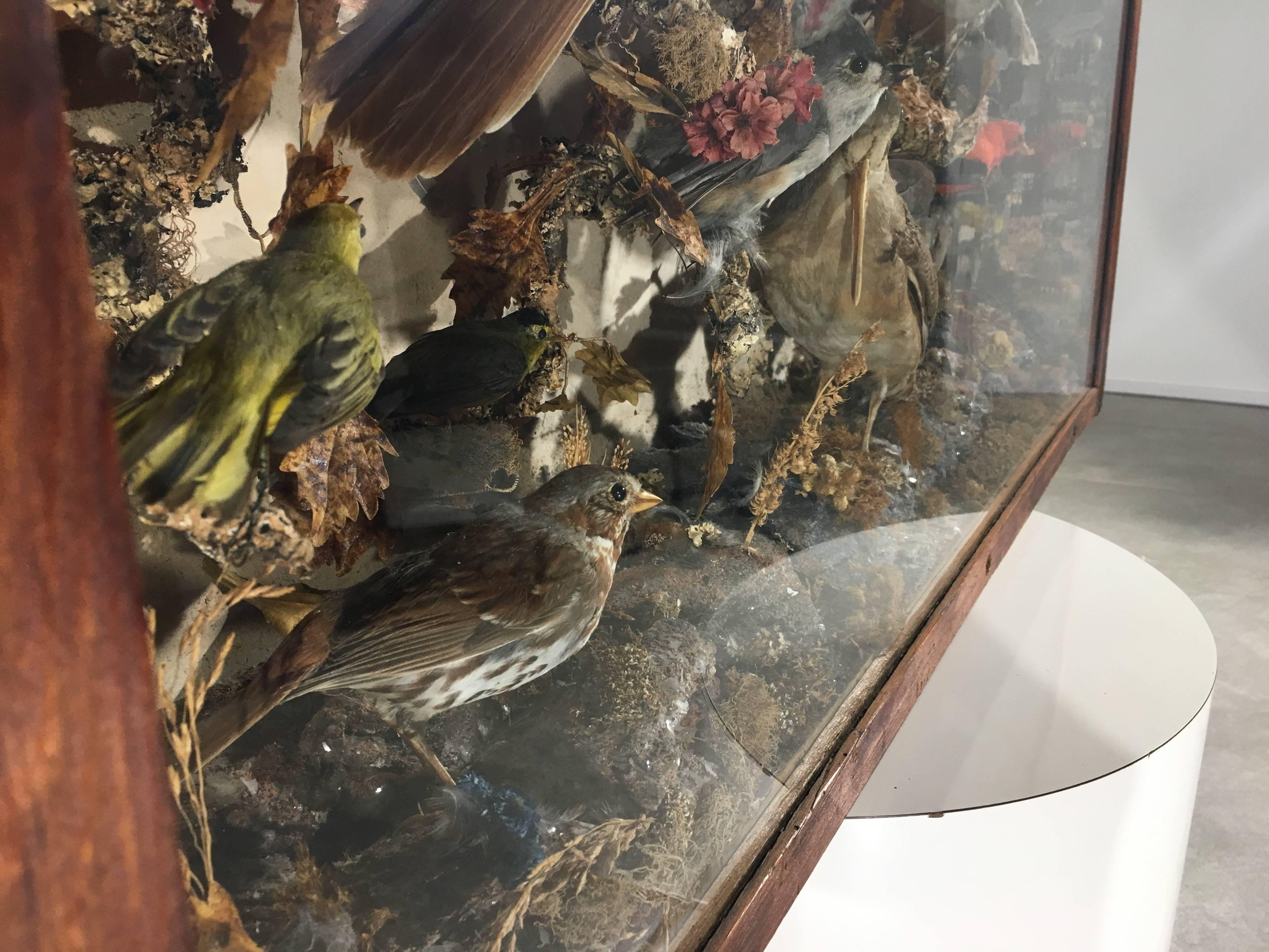 Antique Victorian Taxidermy Birds Case with Light Mount In Good Condition In Southampton, NJ