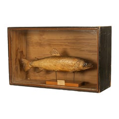 Antique Victorian Taxidermy Brown Trout Display Case William Hope Scotland 1890