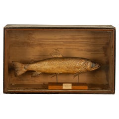 Antique Victorian Taxidermy Brown Trout Display Case William Hope Scotland 1890
