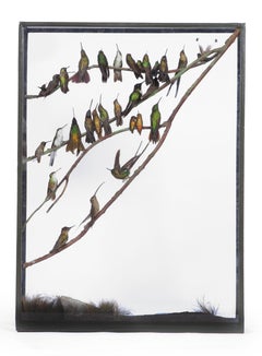 Antique Victorian Taxidermy Hummingbird Display by Rowland Ward