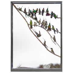 Antique présentoir de taxidermie victorien Hummingbird Display de Rowland Ward