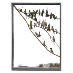 Ancienne exposition de taxidermie victorienne Hummingbird Display par Rowland Ward