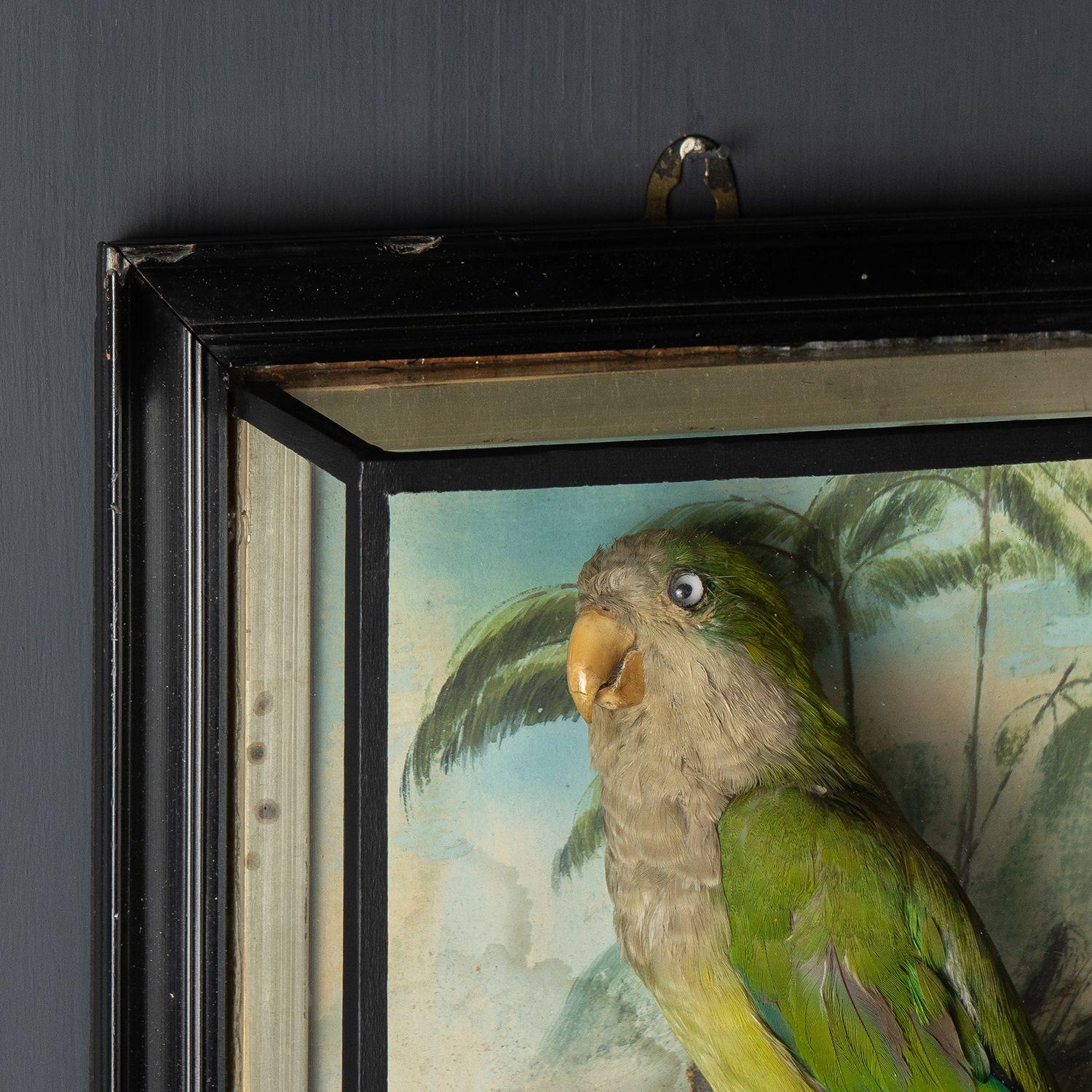Unknown Antique Victorian Taxidermy Quaker Parrot in Case, 19th Century Monk Parakeet
