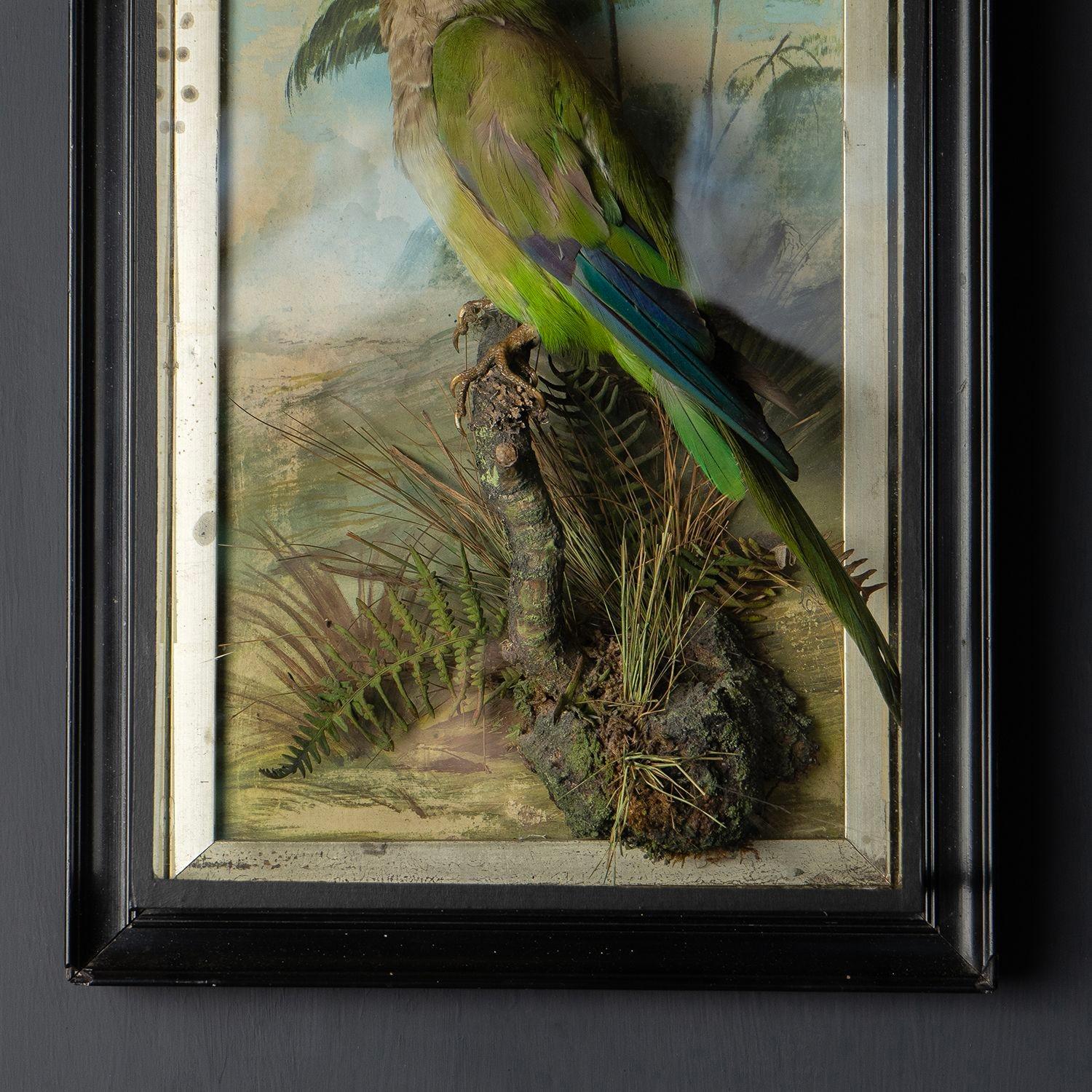 Hand-Painted Antique Victorian Taxidermy Quaker Parrot in Case, 19th Century Monk Parakeet