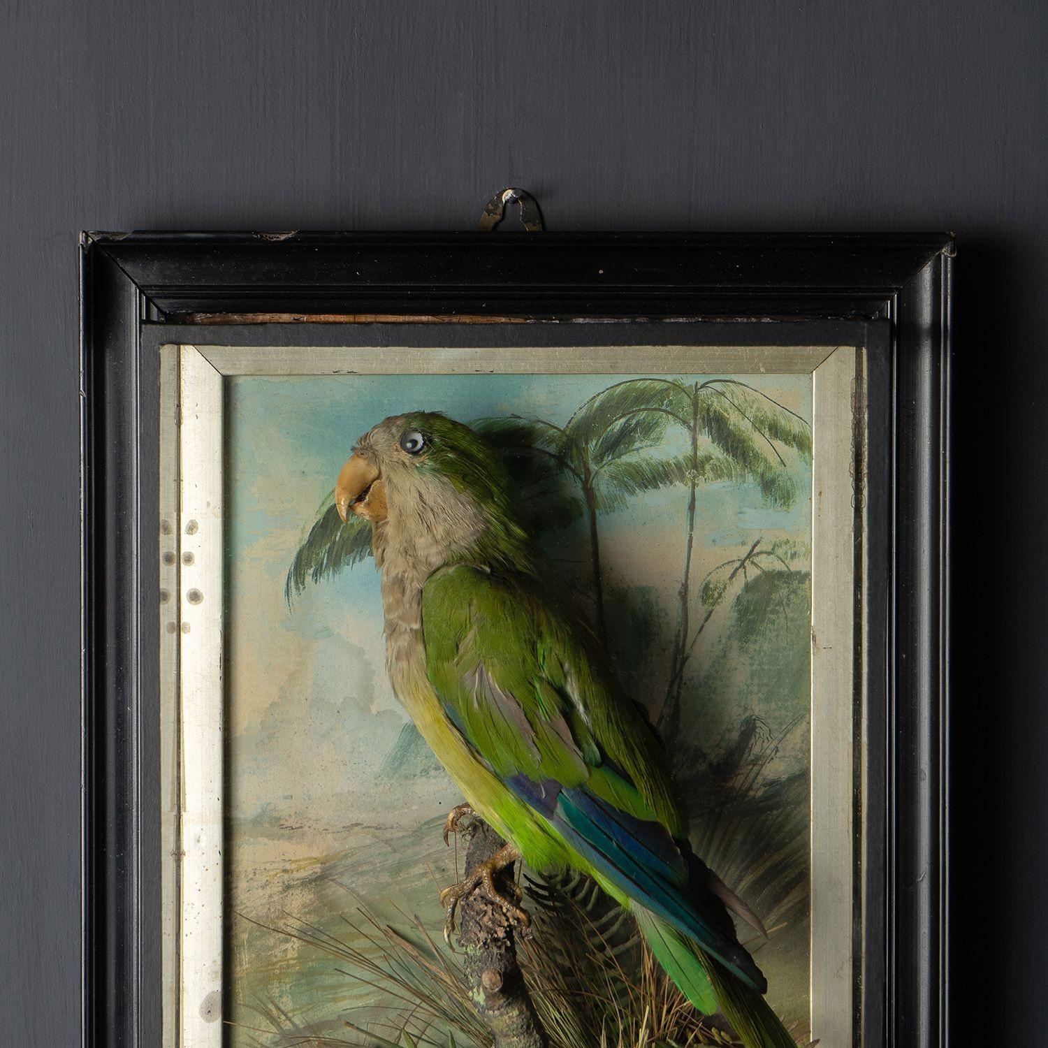 Antique Victorian Taxidermy Quaker Parrot in Case, 19th Century Monk Parakeet In Good Condition In Bristol, GB