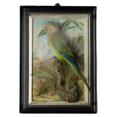 Antique Victorian Taxidermy Quaker Parrot, 19th Century