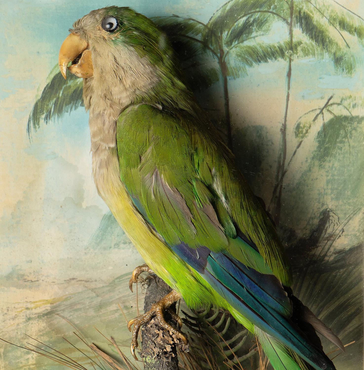 Taxidermy Study of a Quaker Parrot/Monk Parakeet (Myopsitta monachus)

A good quality study depicting an example of the famously bright green parrot against an original hand-painted tropical backdrop in a wall mountable glass case.
Signed verso in