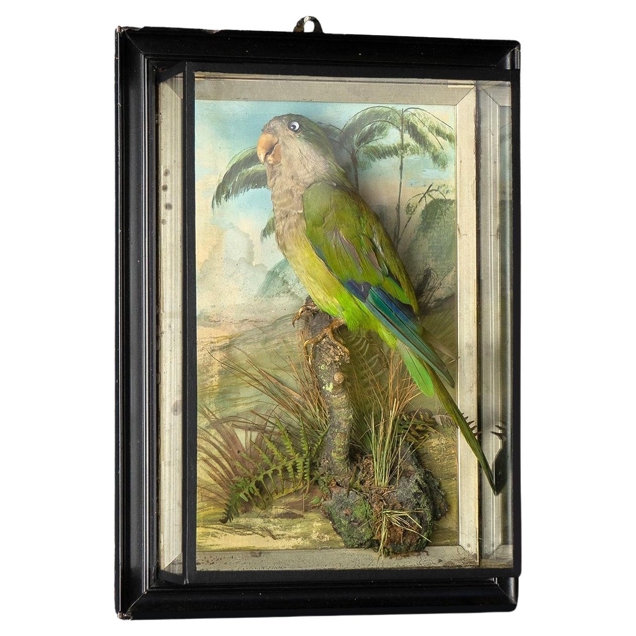 Antikes viktorianisches Taxidermie-Zuchtparrot in Etui, Monk Parakeet, 19. Jahrhundert