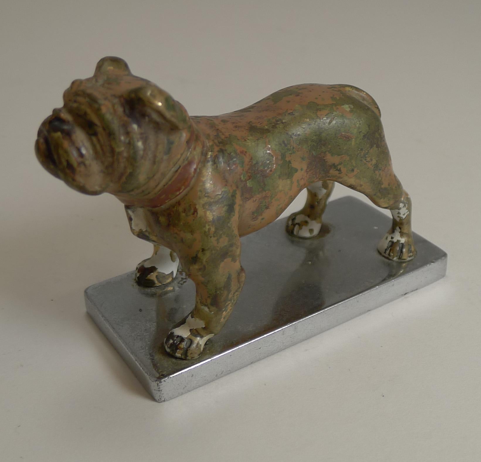 An absolutely charming cast bronze boxer dog, cold painted in Austria, circa 1900.

I think what was done at a later date was it was mounted during the 1930s onto a chrome plinth marked on the underside 