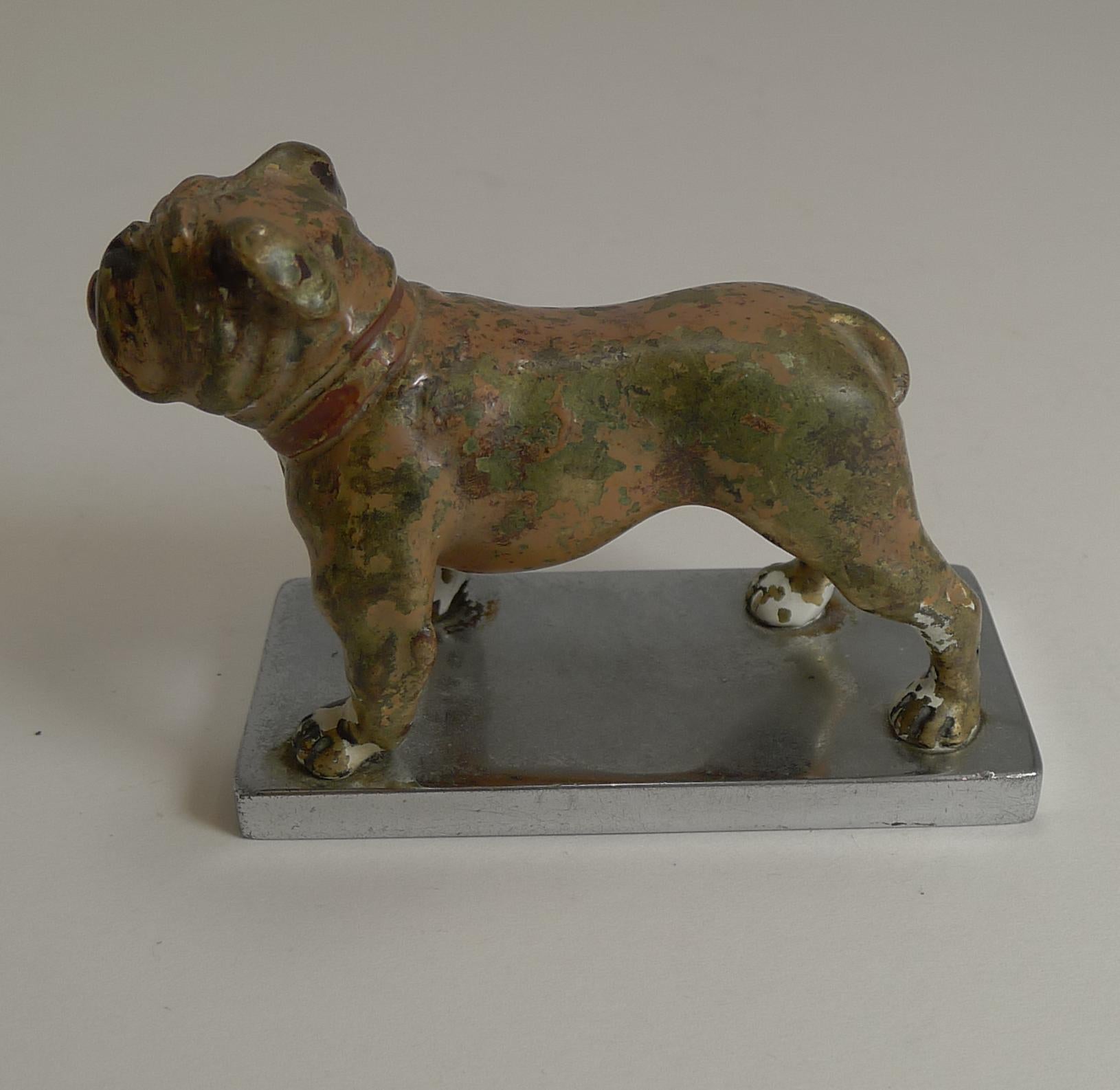 Antiker Wiener Boxerhund aus Bronze, kalt bemalt, um 1900, Auto-Maskottchen (Österreichisch) im Angebot