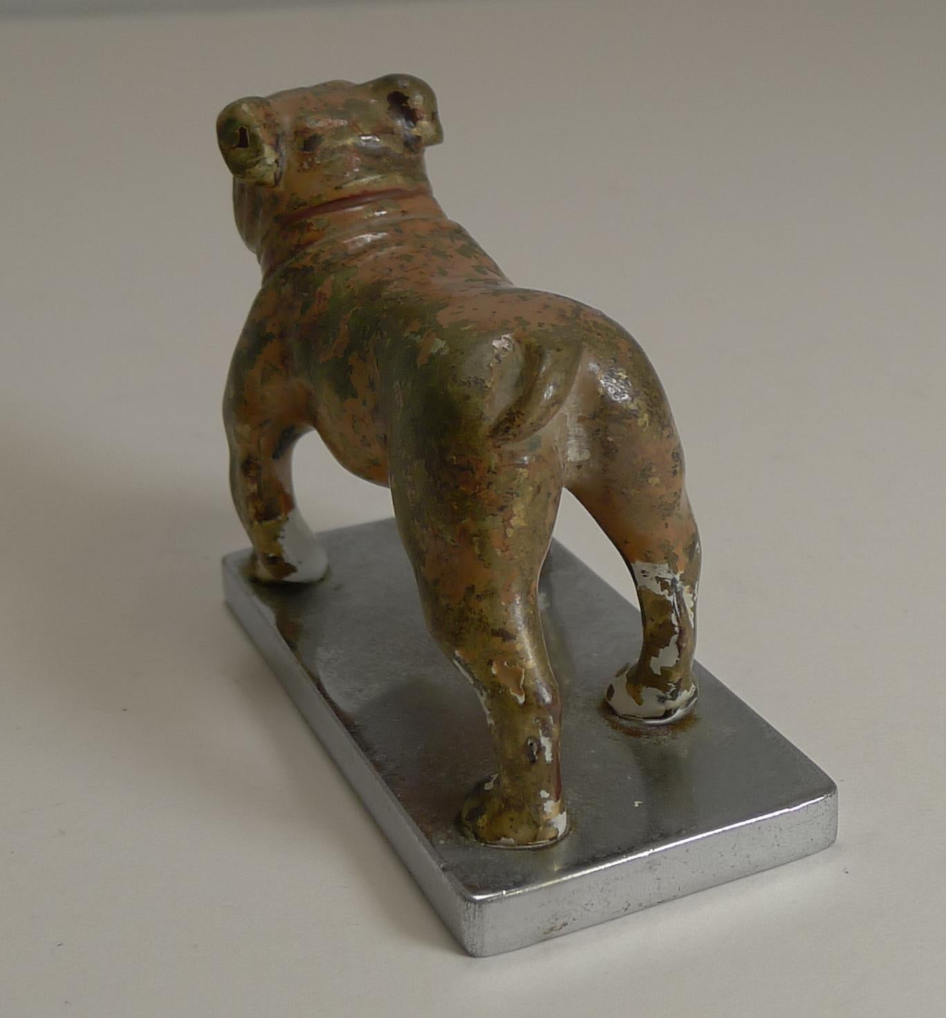 Antiguo Perro Boxer de Bronce Pintado en Frío de Viena circa 1900, Mascota de Coche en Bueno Estado en Bath, GB