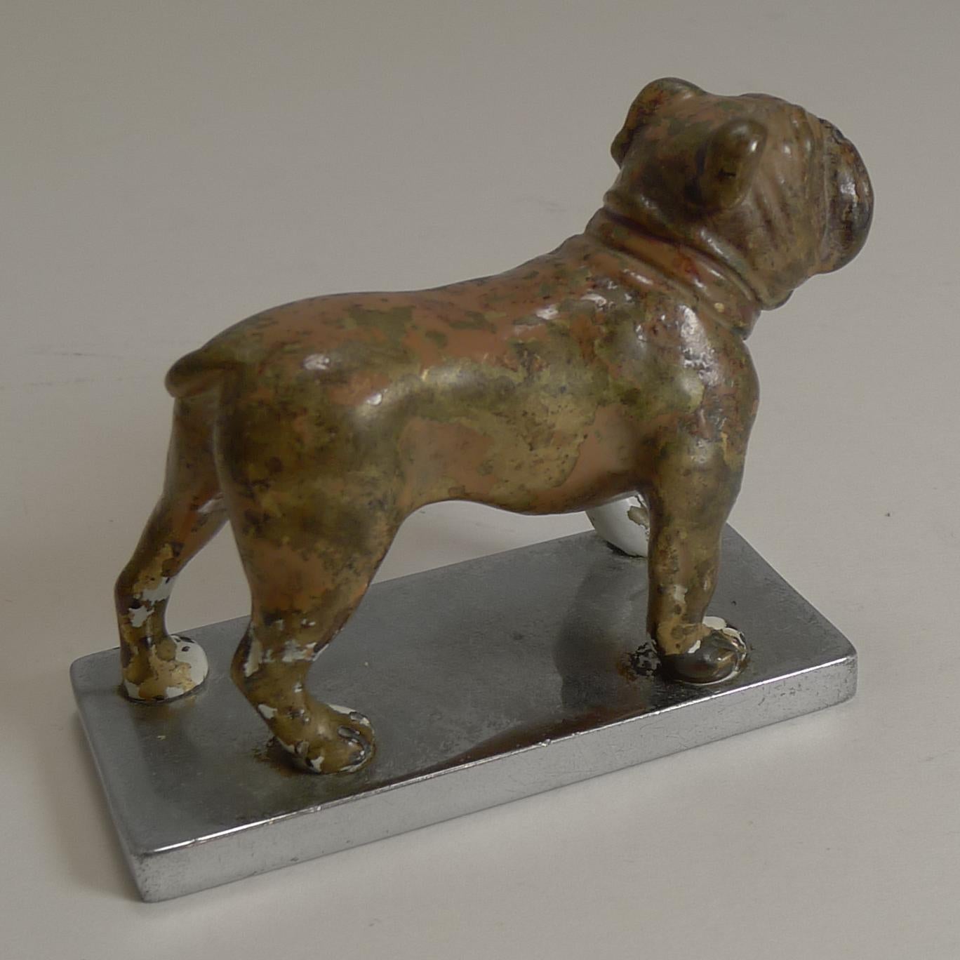 Antiker Wiener Boxerhund aus Bronze, kalt bemalt, um 1900, Auto-Maskottchen (Frühes 20. Jahrhundert) im Angebot