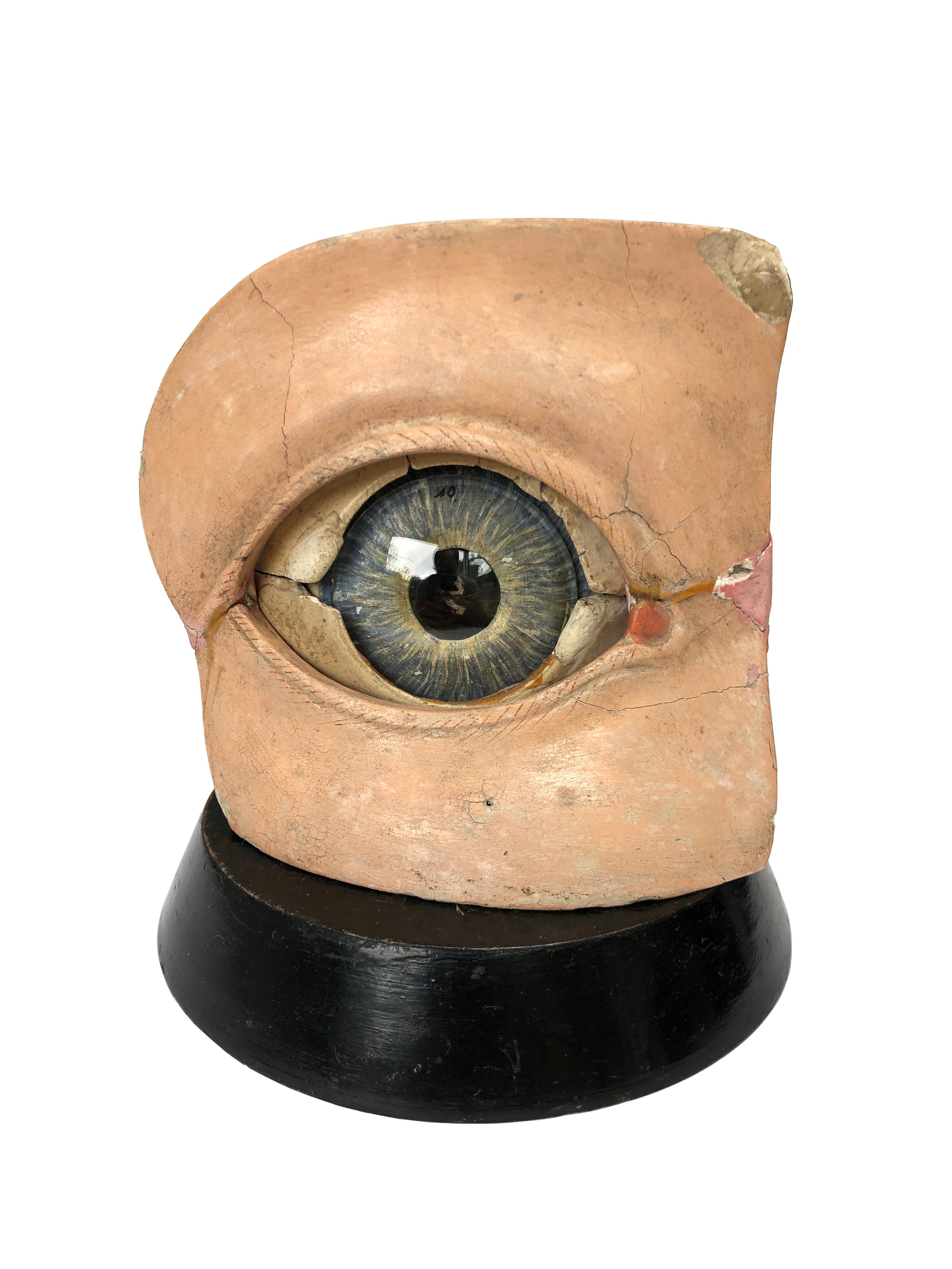 - An incredible hand painted plaster and papier-mâché model of the eye, early 20th century possibly of Dutch origin.
- Fully dissectible with hand painted numbers across its construction, the inner eye is of glass as is the optic nerve. The top