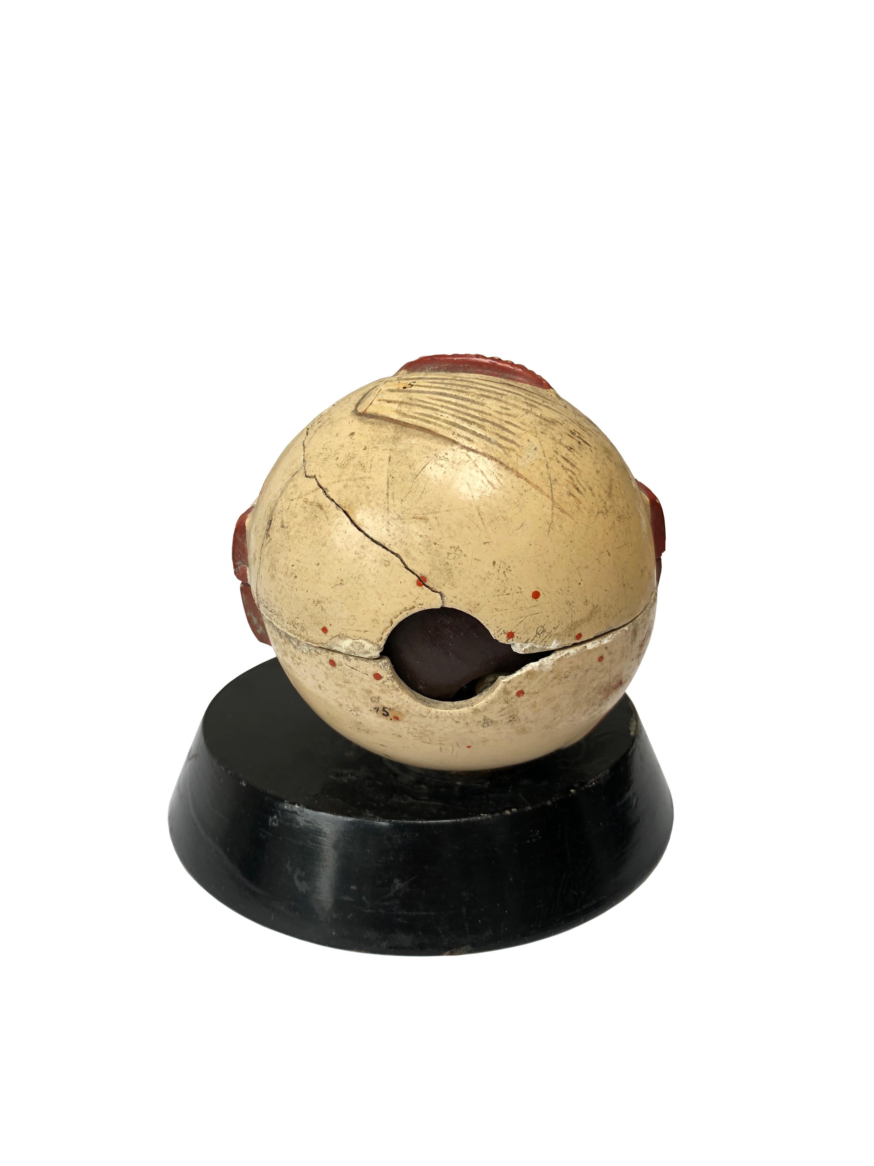 Antique Vintage Anatomical Hand Painted Plaster Papier-mâché Model of the Eye In Good Condition In Sale, GB