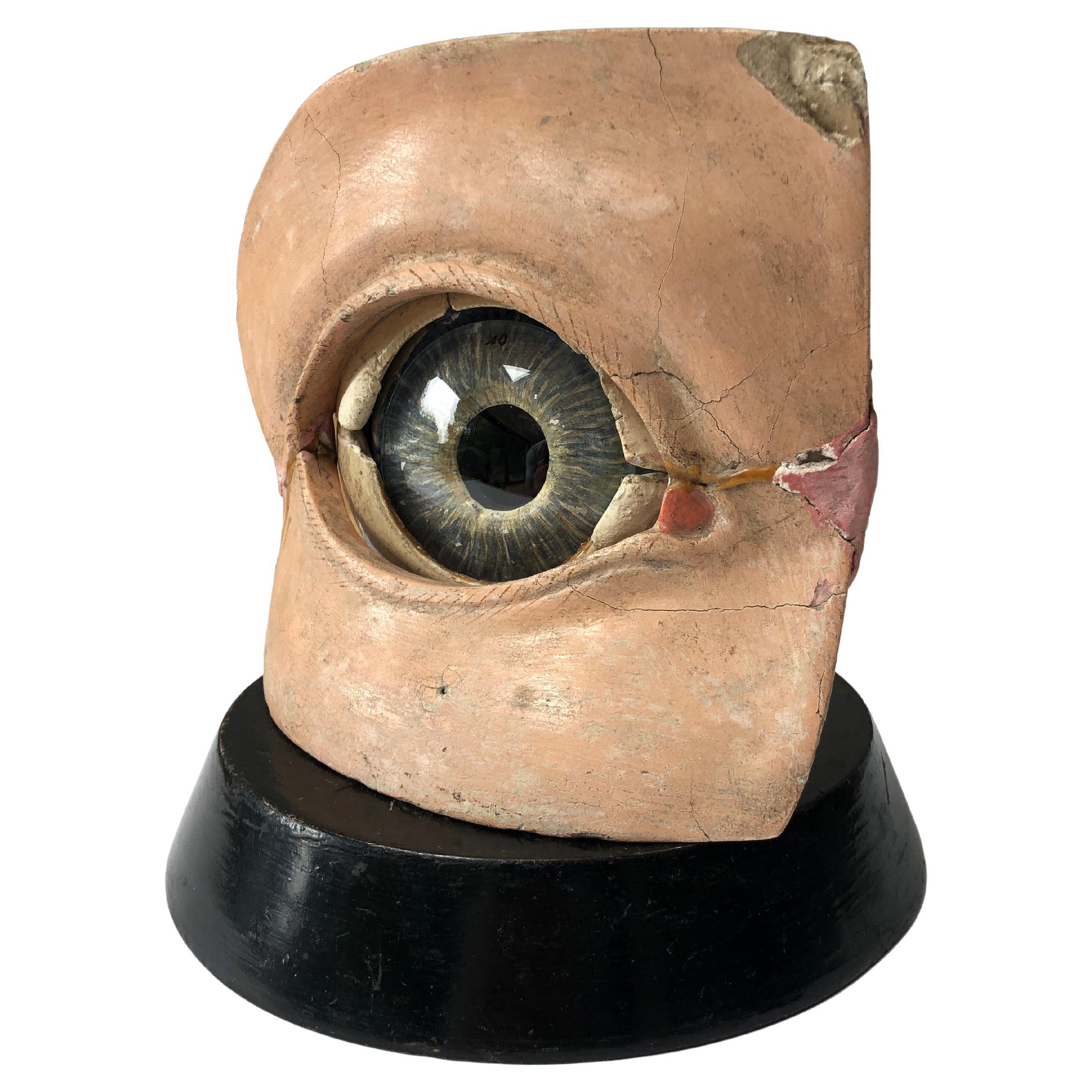 Antique Vintage Anatomical Hand Painted Plaster Papier-mâché Model of the Eye